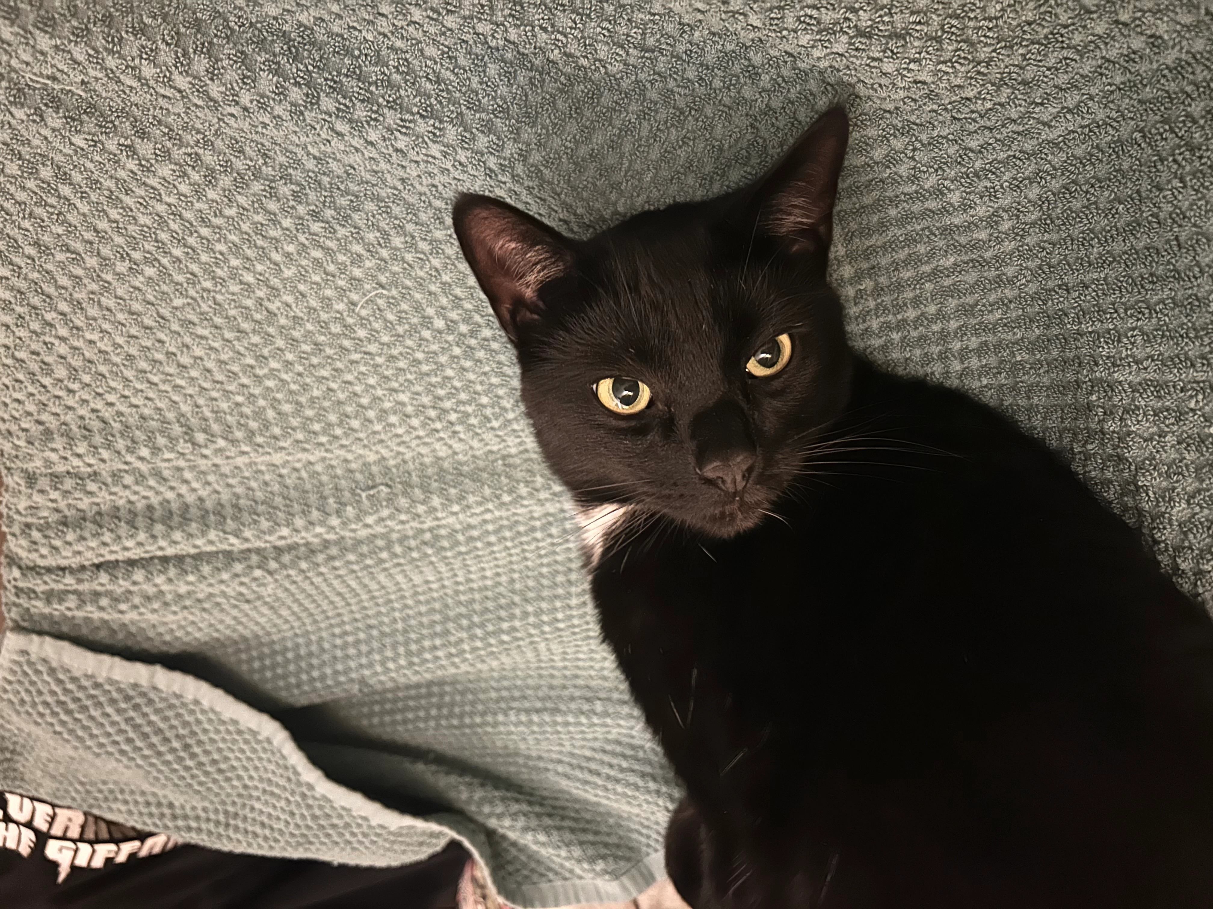 Loki - Beargarden Road, Banbury