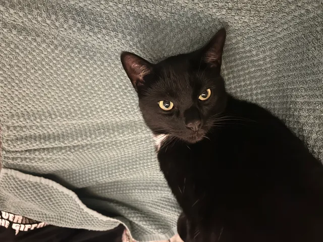 Loki - Beargarden Road, Banbury