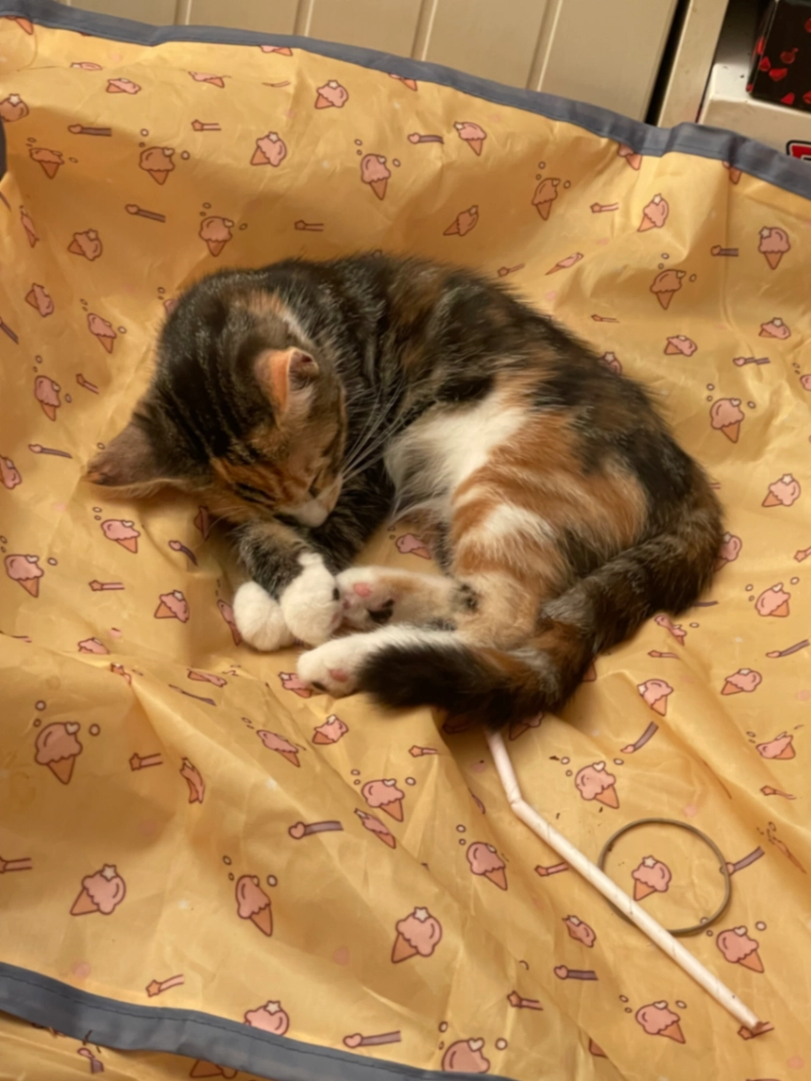 Kissy kitty ( kitten) - Hoe Approach, Plymouth