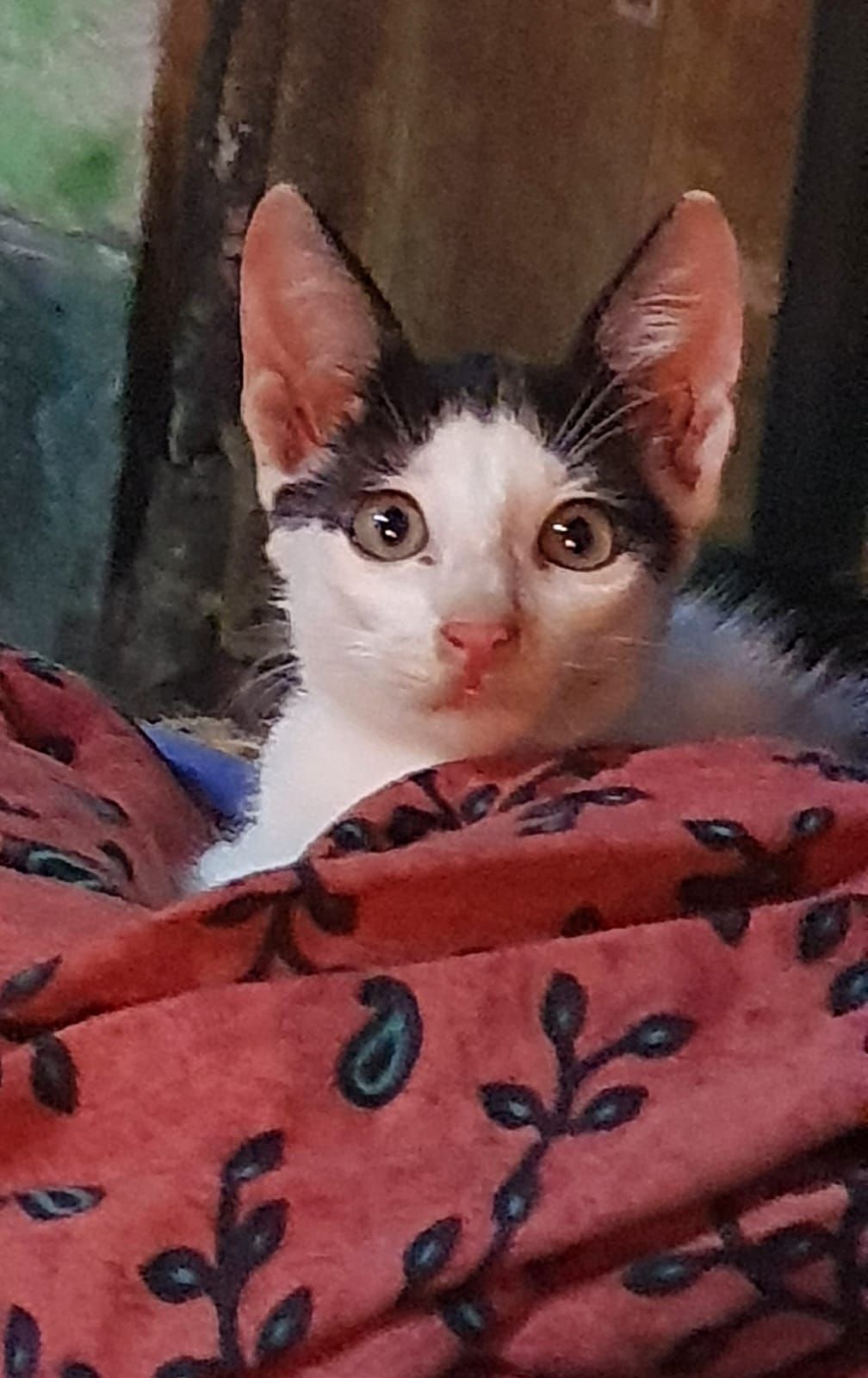 Munnu - Acharya Jagadish Chandra Bose Road, Kolkata