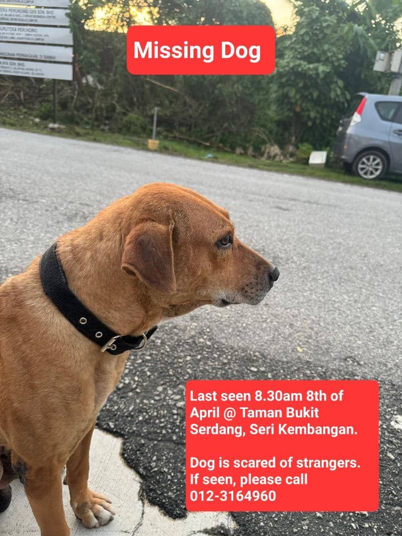 Brownie / Ah Wong - Jalan Bersatu, Serdang