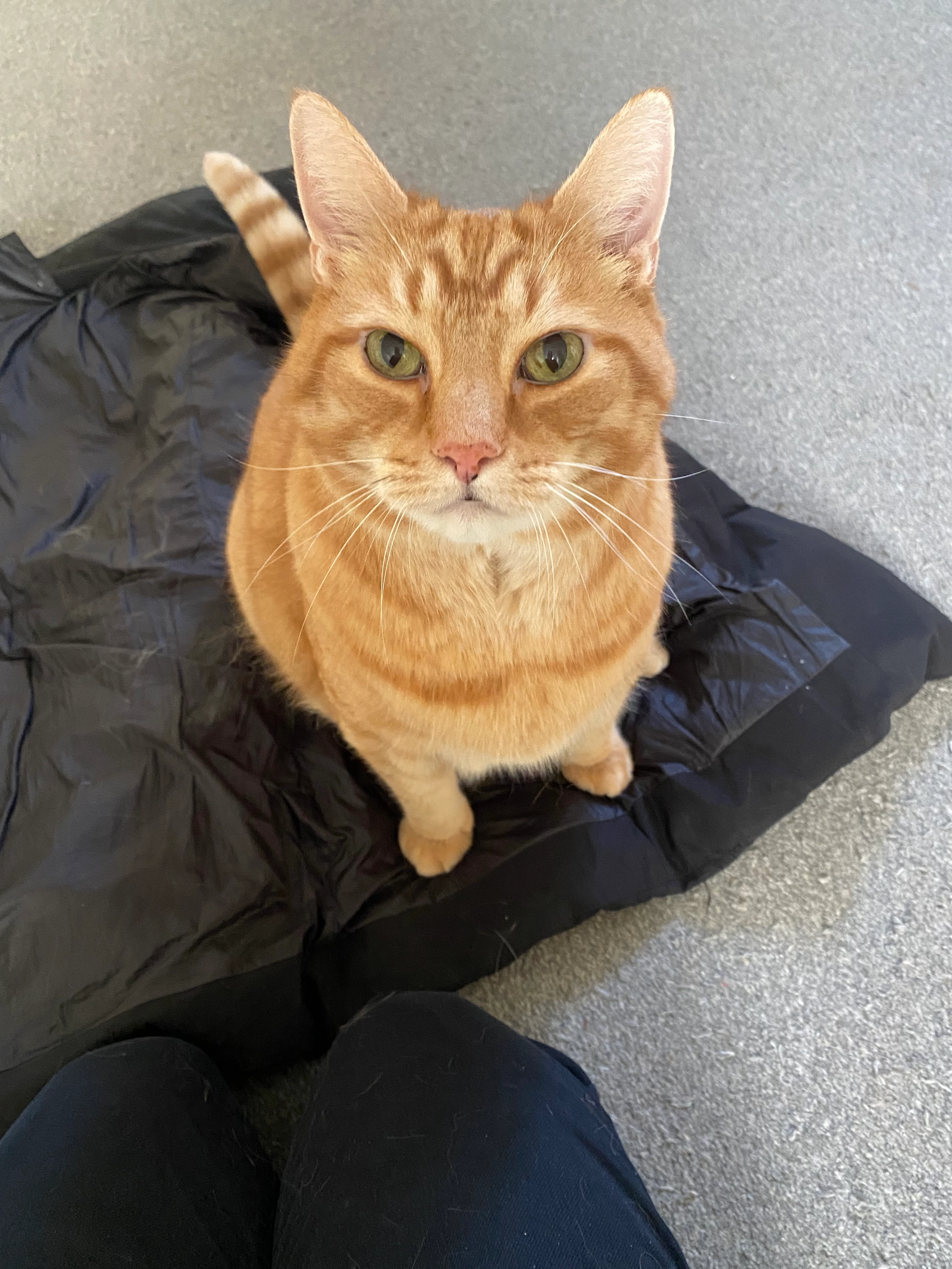 Reg - Totland Close, Farnborough