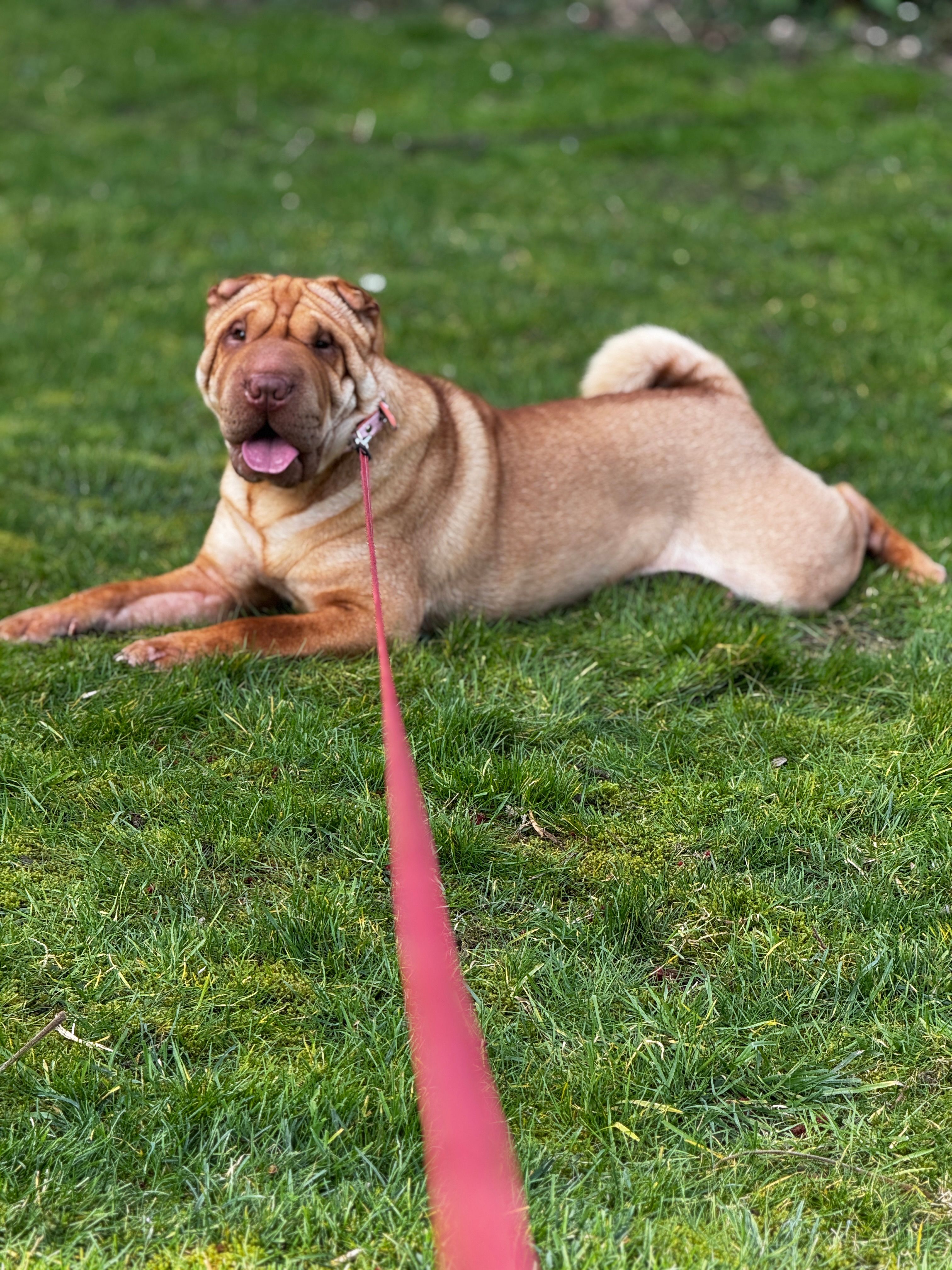 Summer  - Fountain Court, Evesham