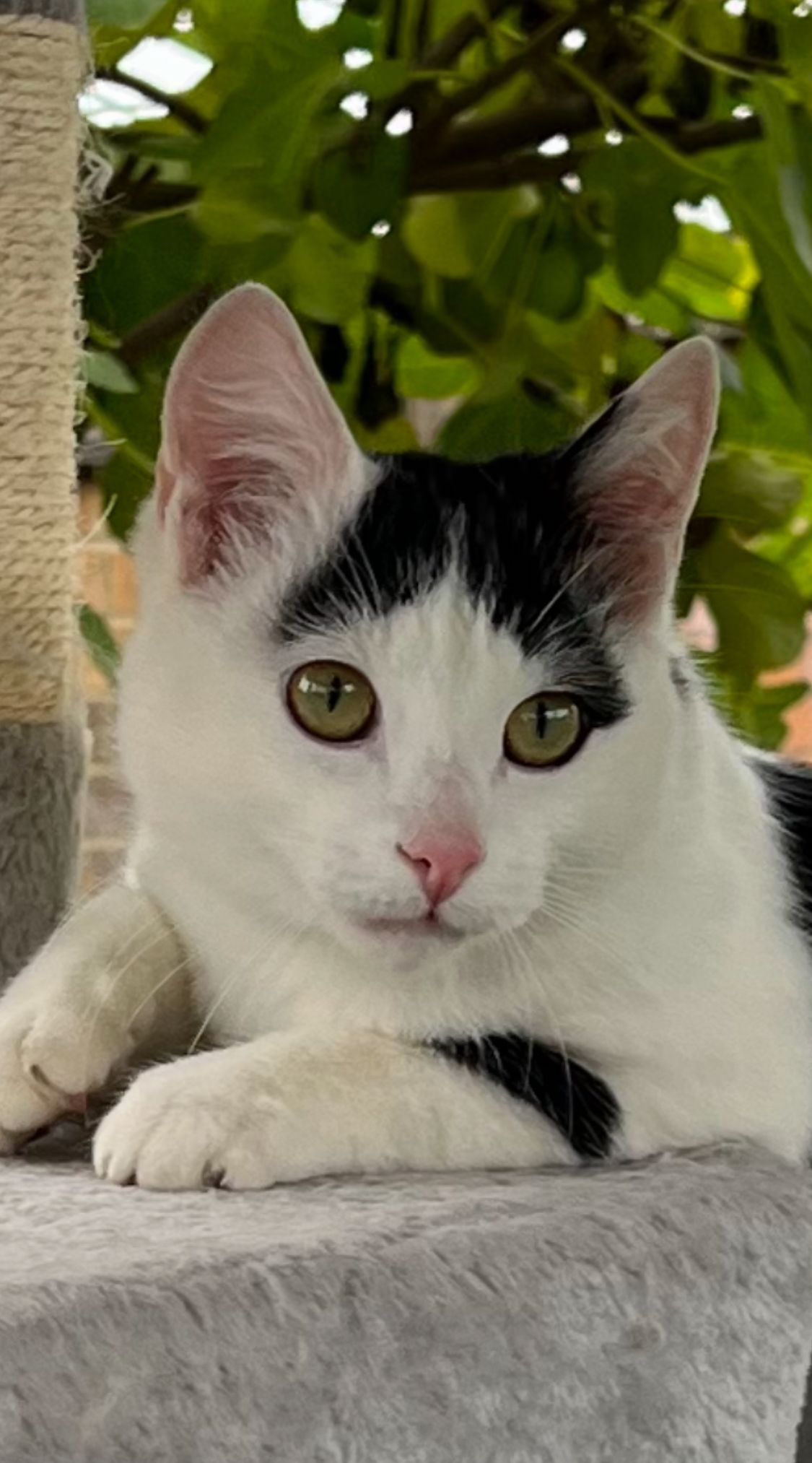 Timmy - Eastoft Road, Scunthorpe