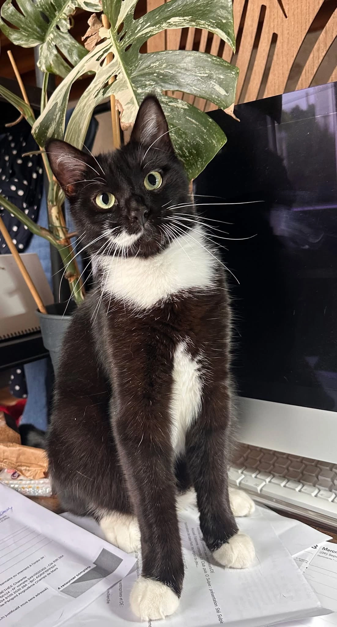 Merlin - 78 Avenue de la République, Saint-Michel