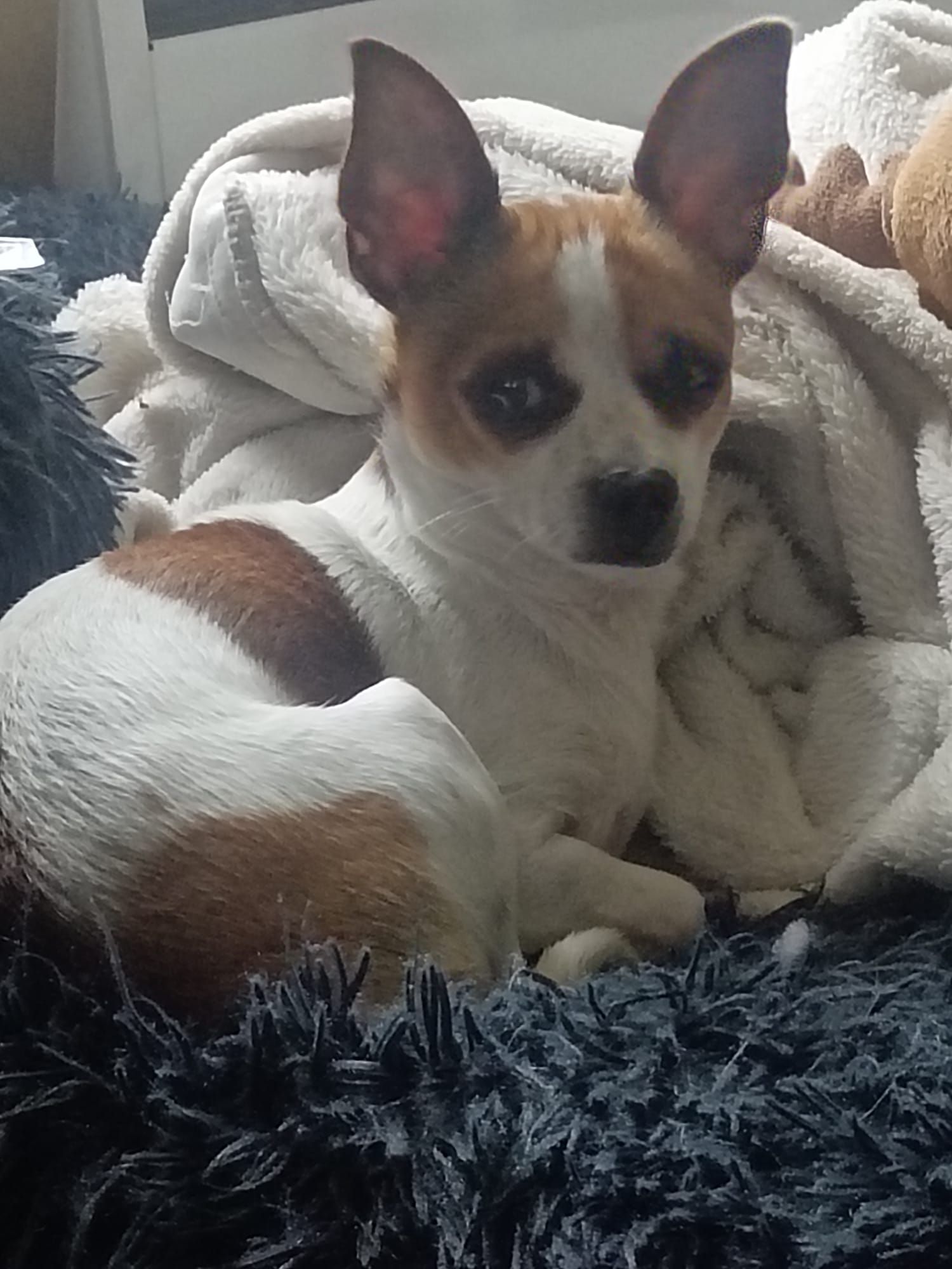 Diablo  - Post Névez, Plounérin