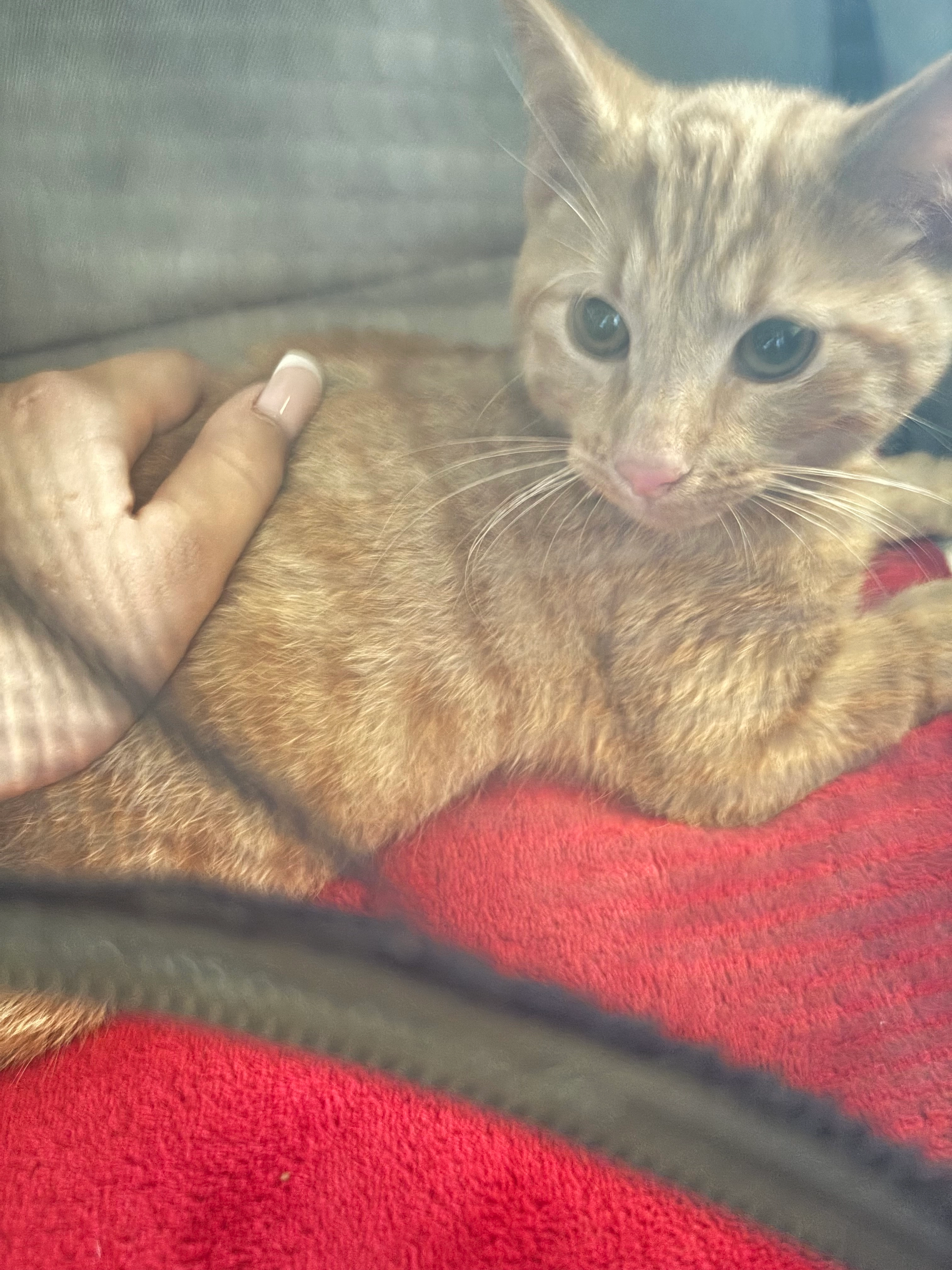 Perzikon - De Beerendonck, Venlo