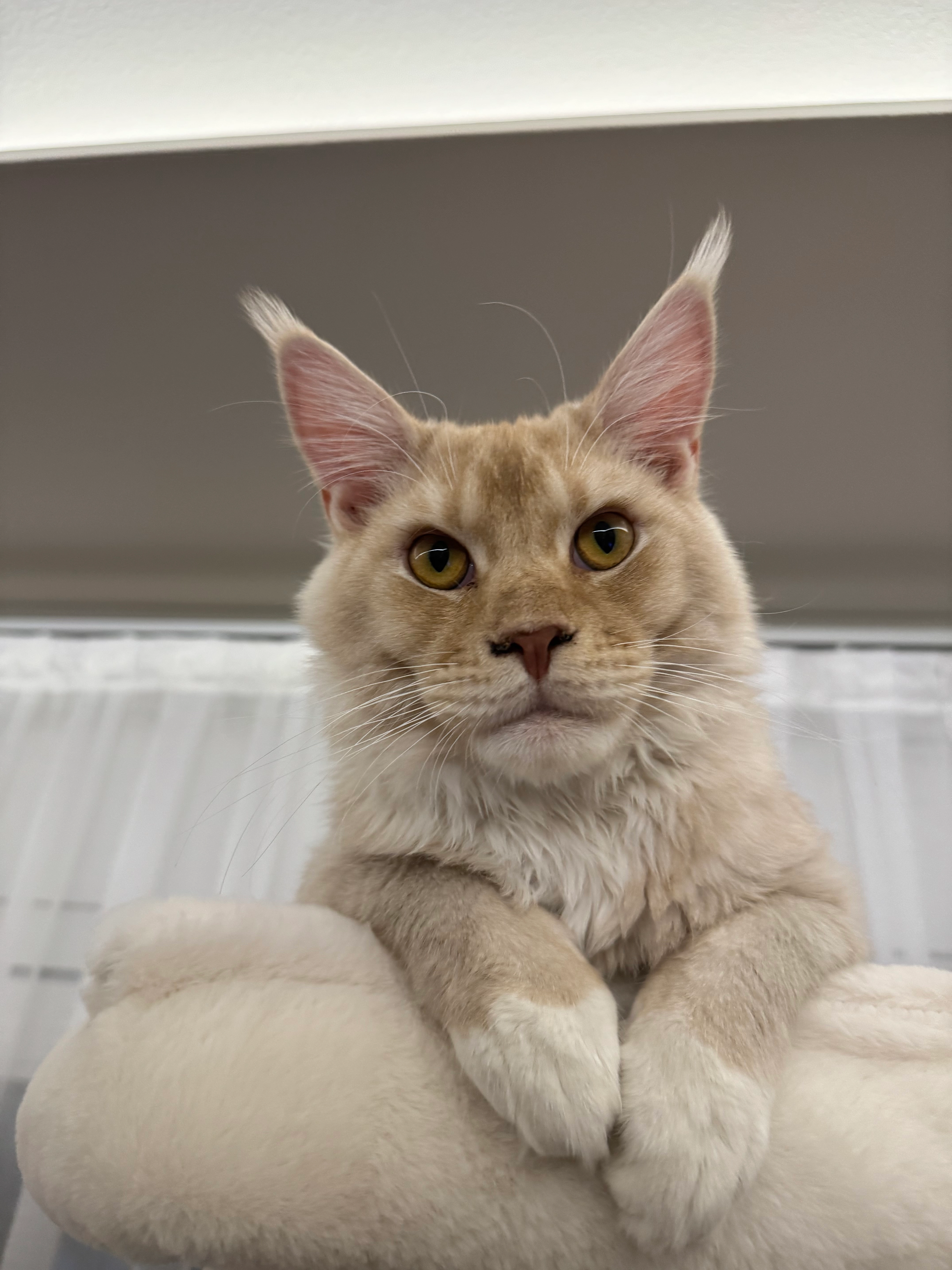 Wonka - 2440, Moosbrunn