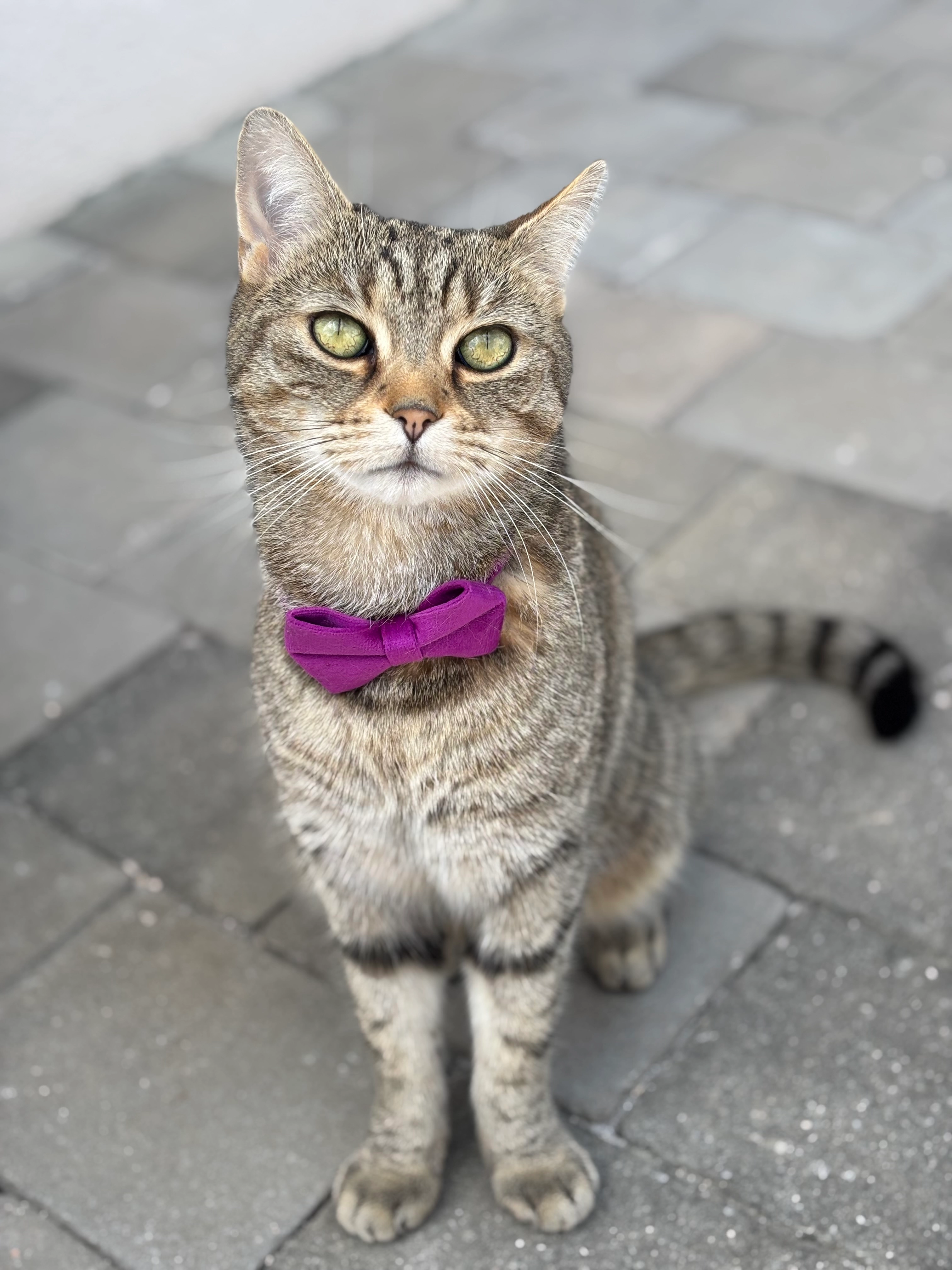 Sweety - St 2220, Abenberg