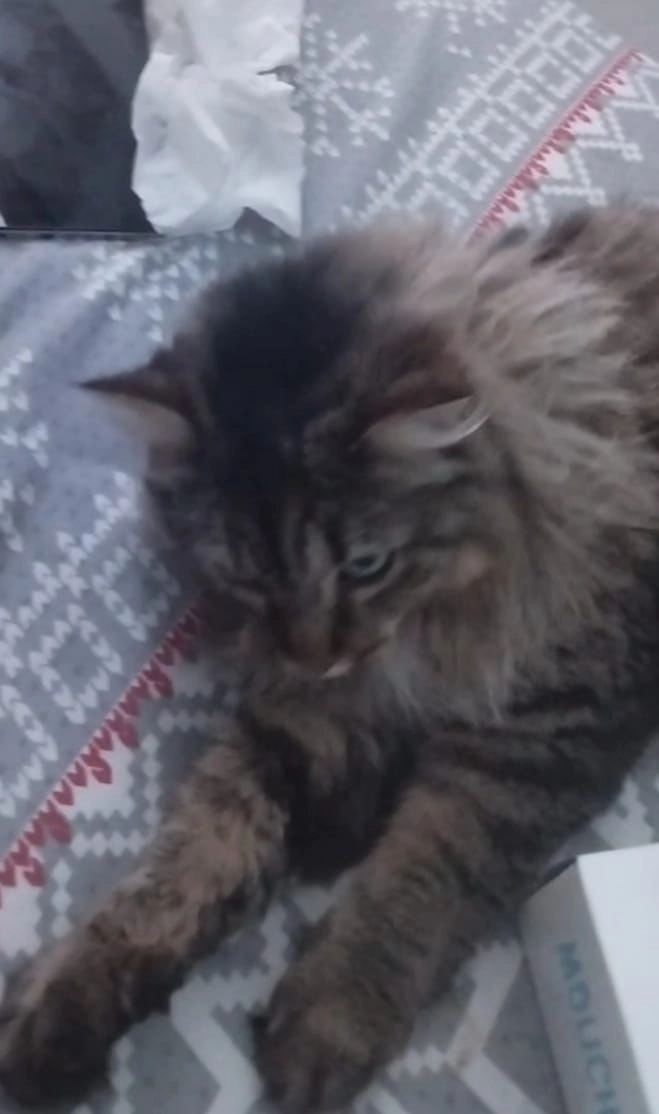 Hermine - Rue AndrΓ© Breyer, Cormontreuil