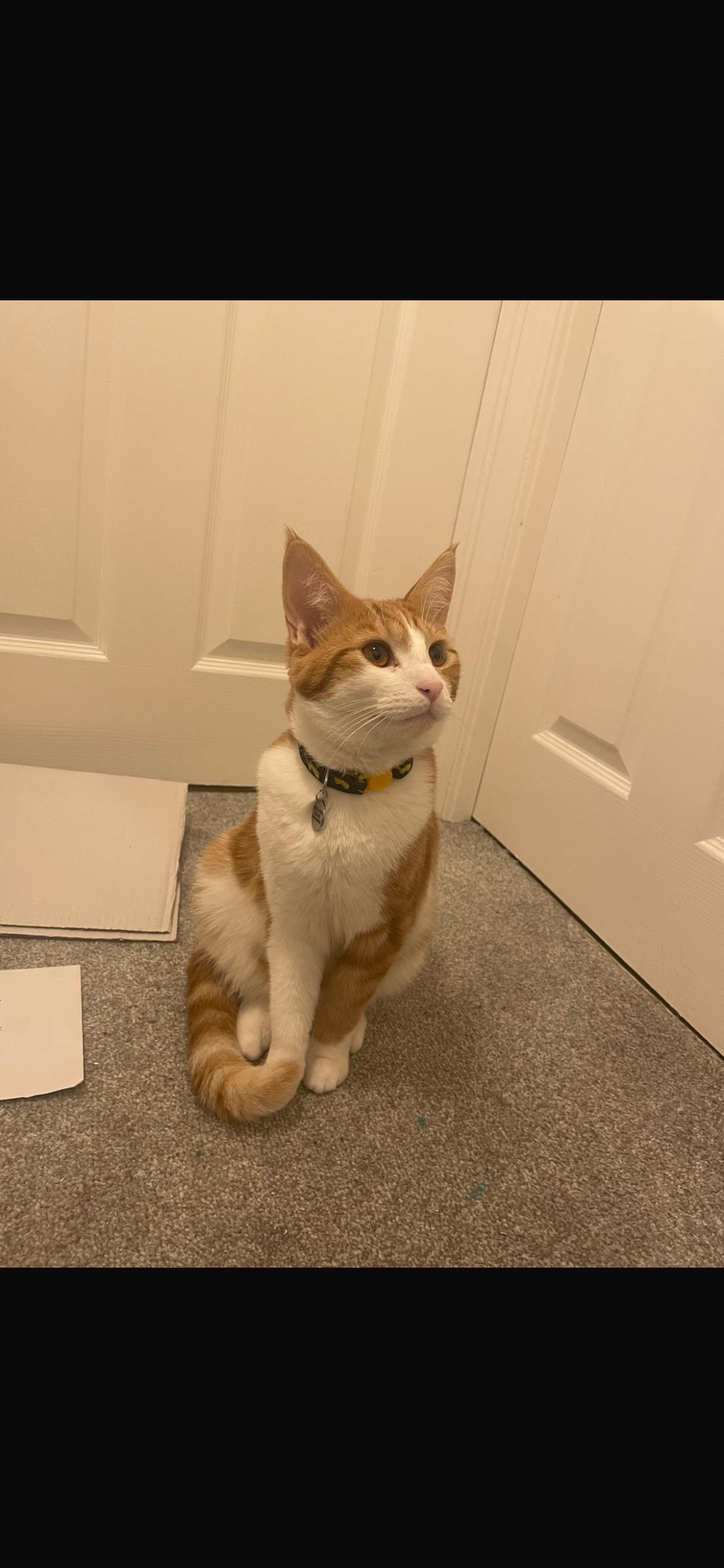 Thor - Sharpham Road, Glastonbury