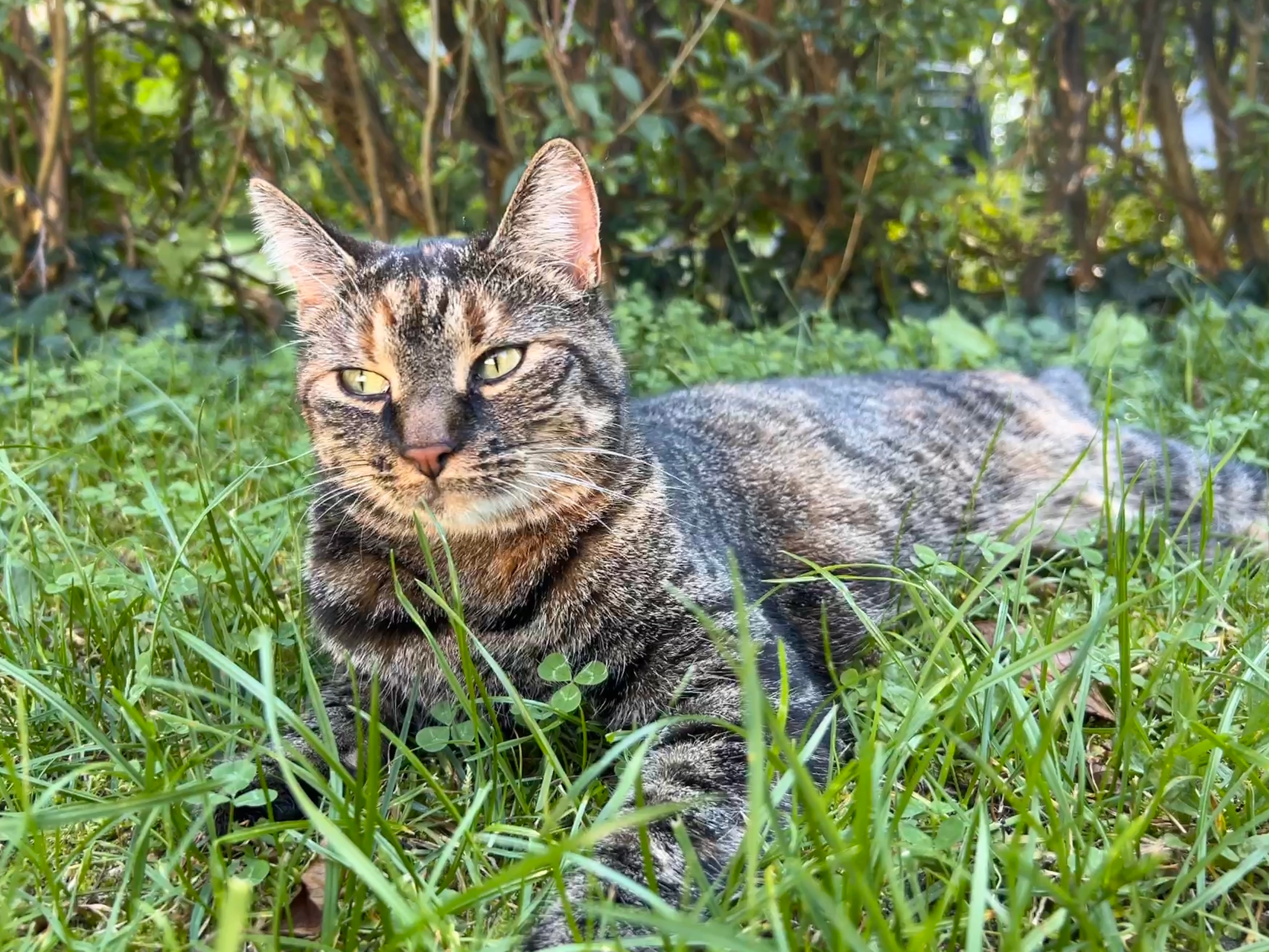 Jette/Jetti - Am Zermützelsee, Neuruppin