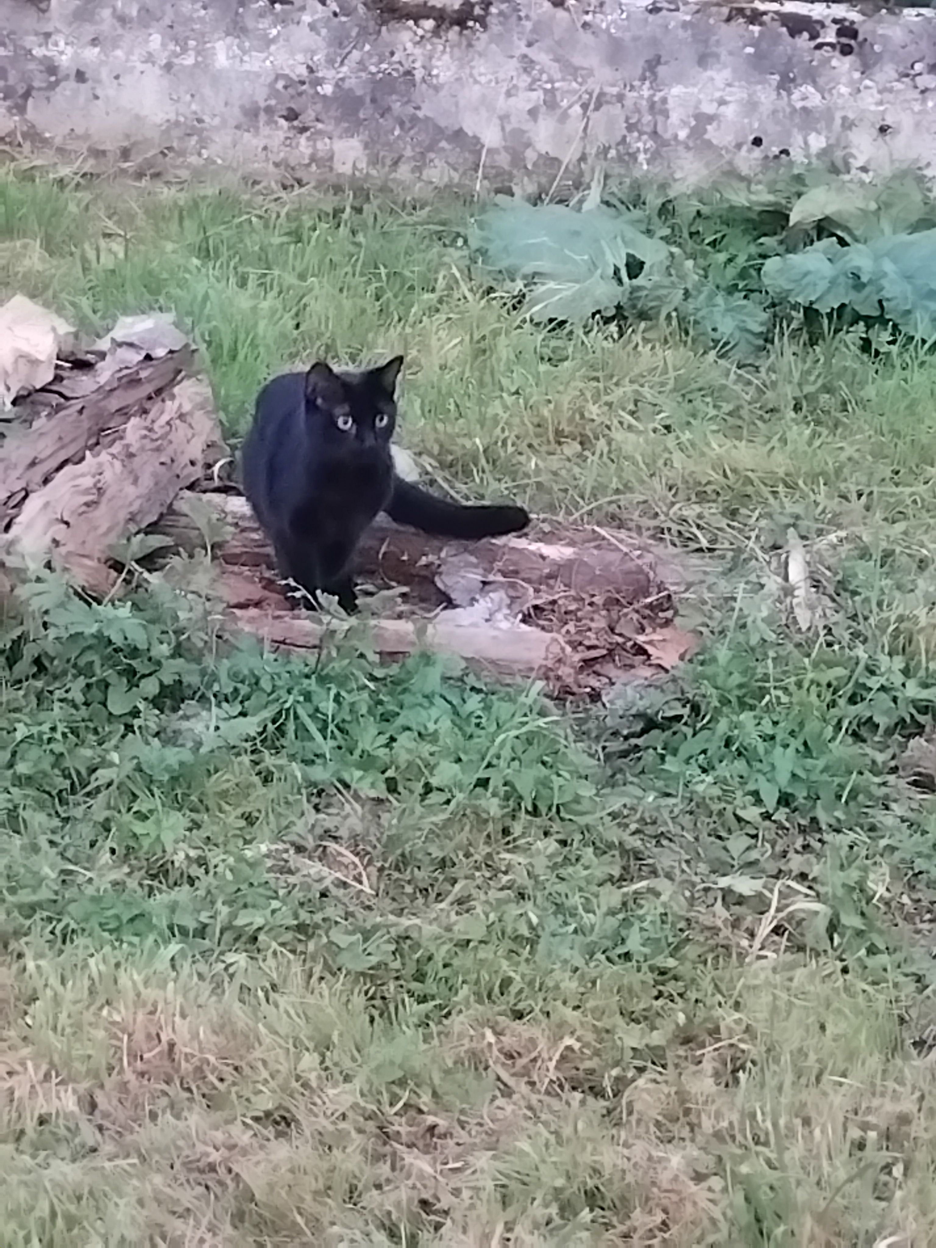 Puma - Grande Rue, Magnières