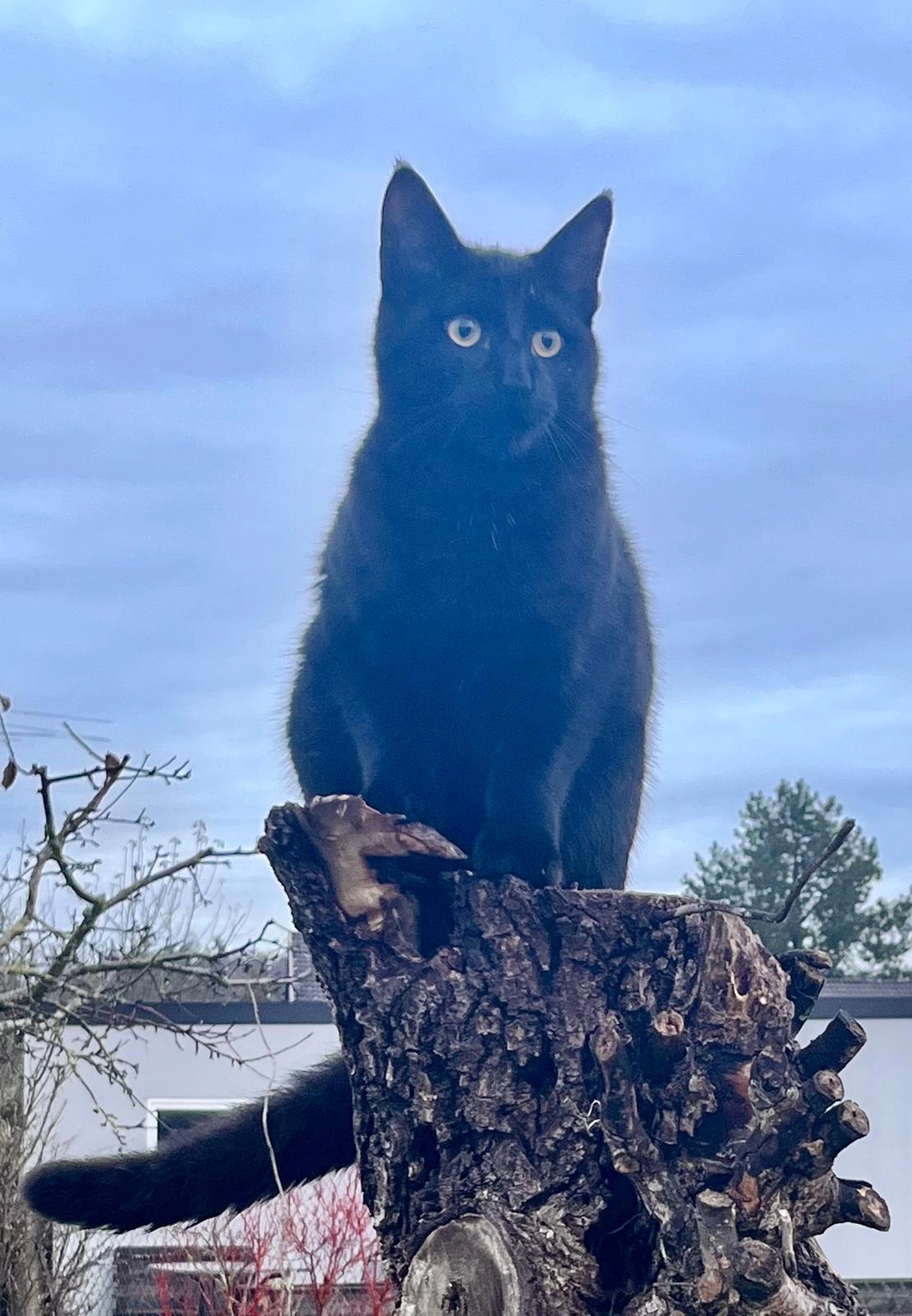 Tommy - Beilngrieser Steig, Beilngries
