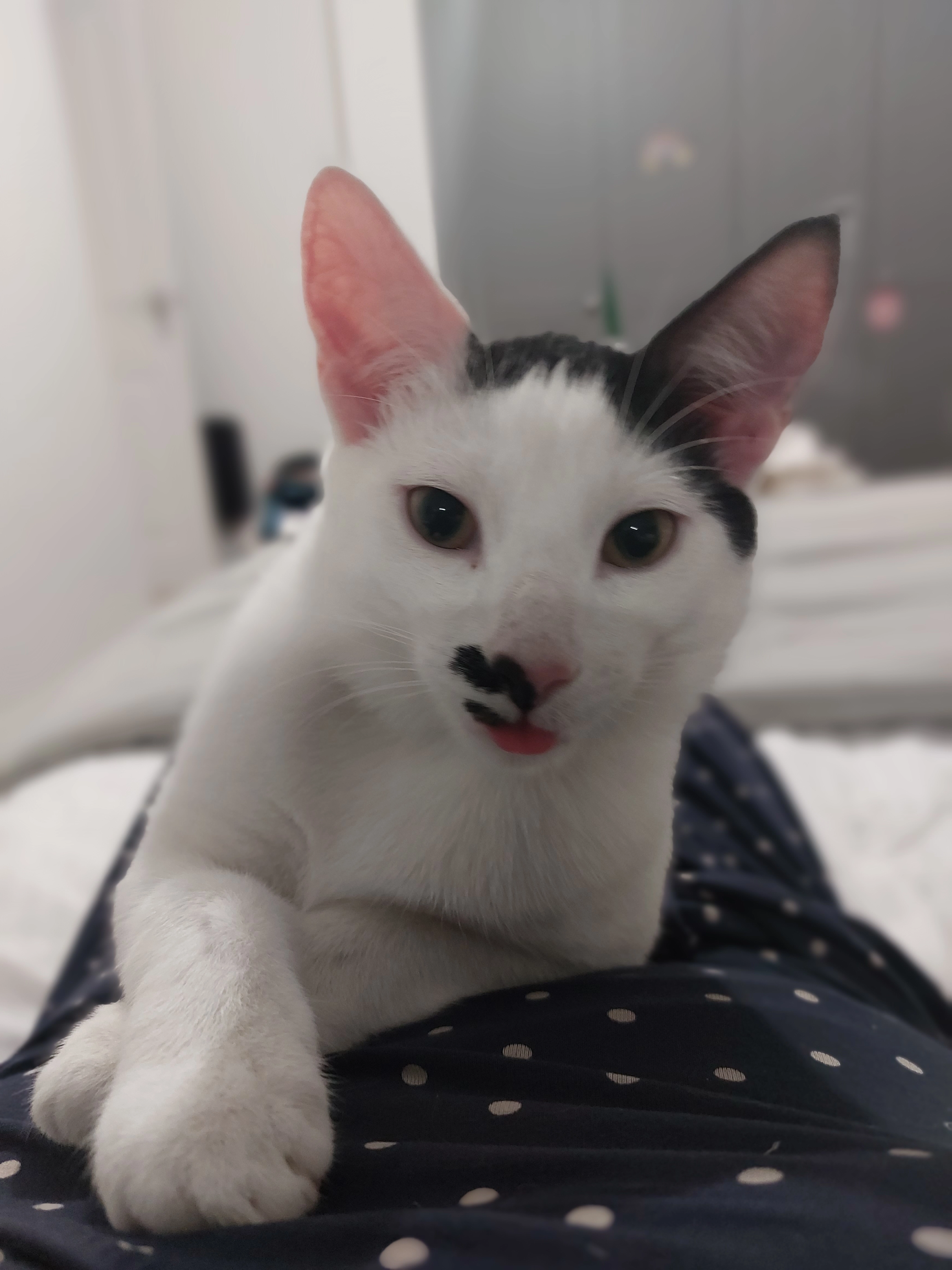 Mars (mario) - Constance Street, Buckingham