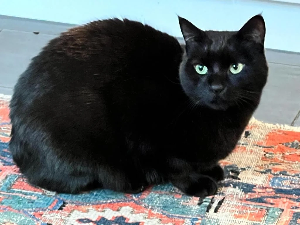 Simba - Fichtenstrasse, Zürich