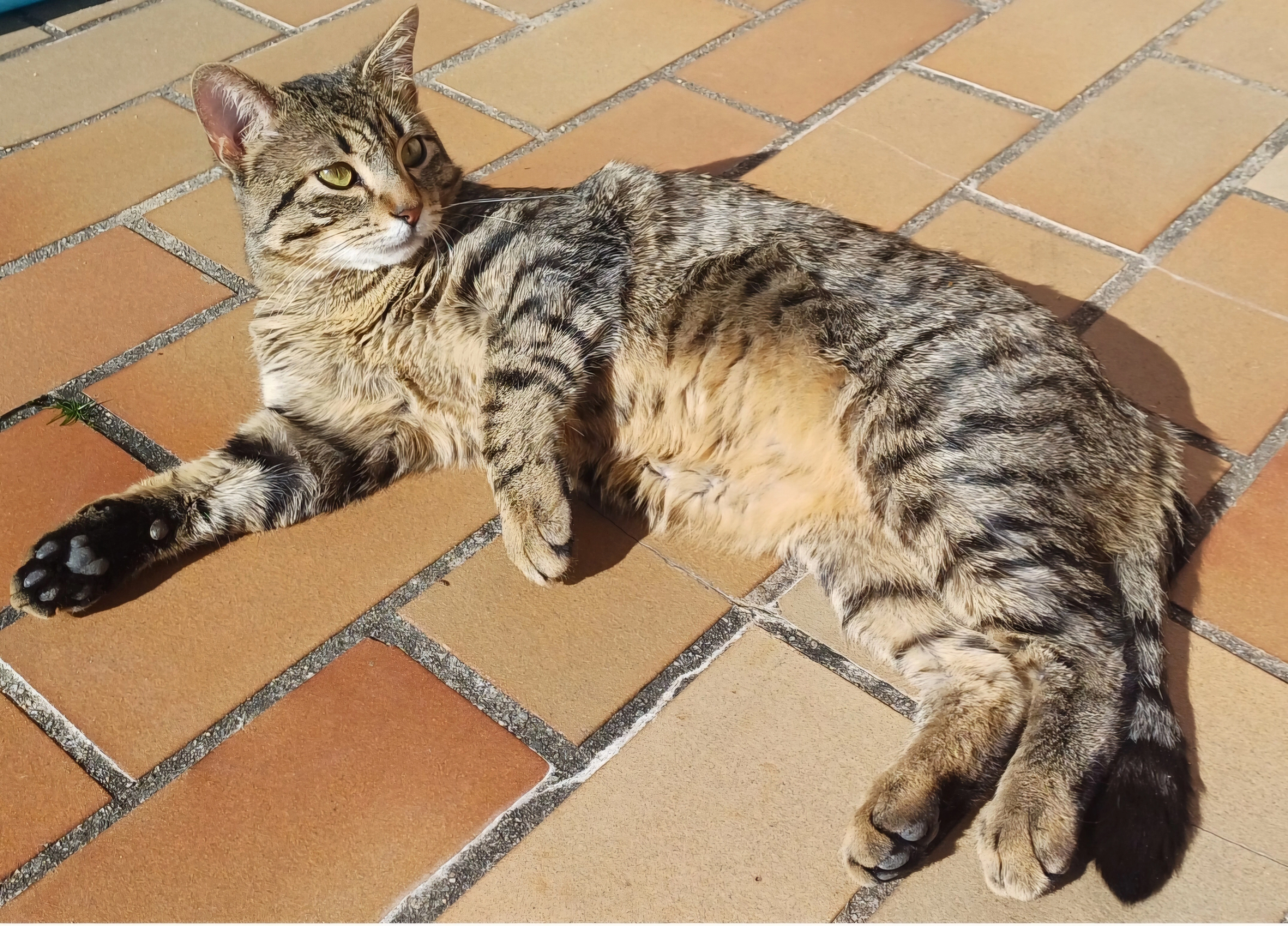 Minou - Ancien Chemin De Carnas À Massargues, Carnas