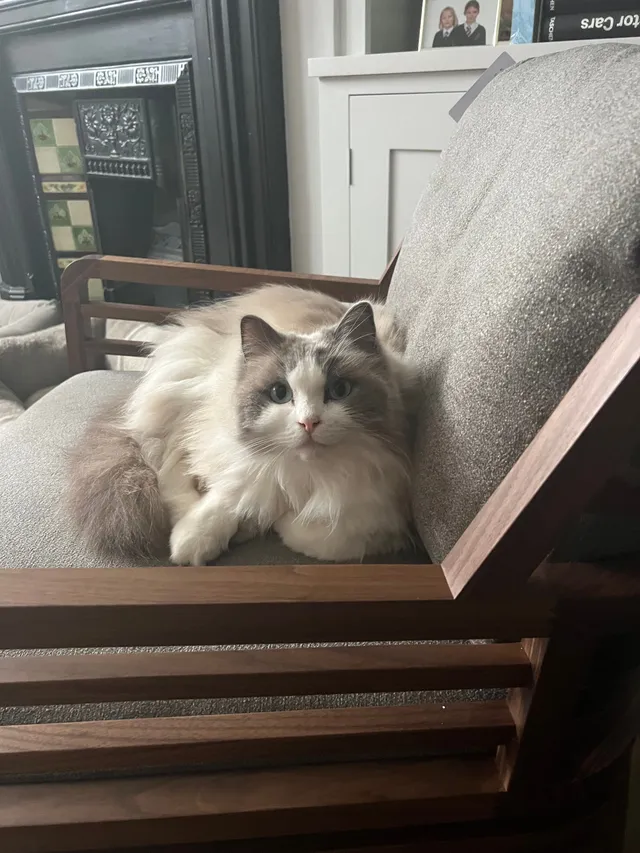 Nala - Balfern Grove, London