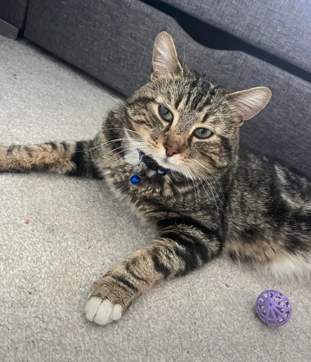 Mozzi - Meadway, Bedford