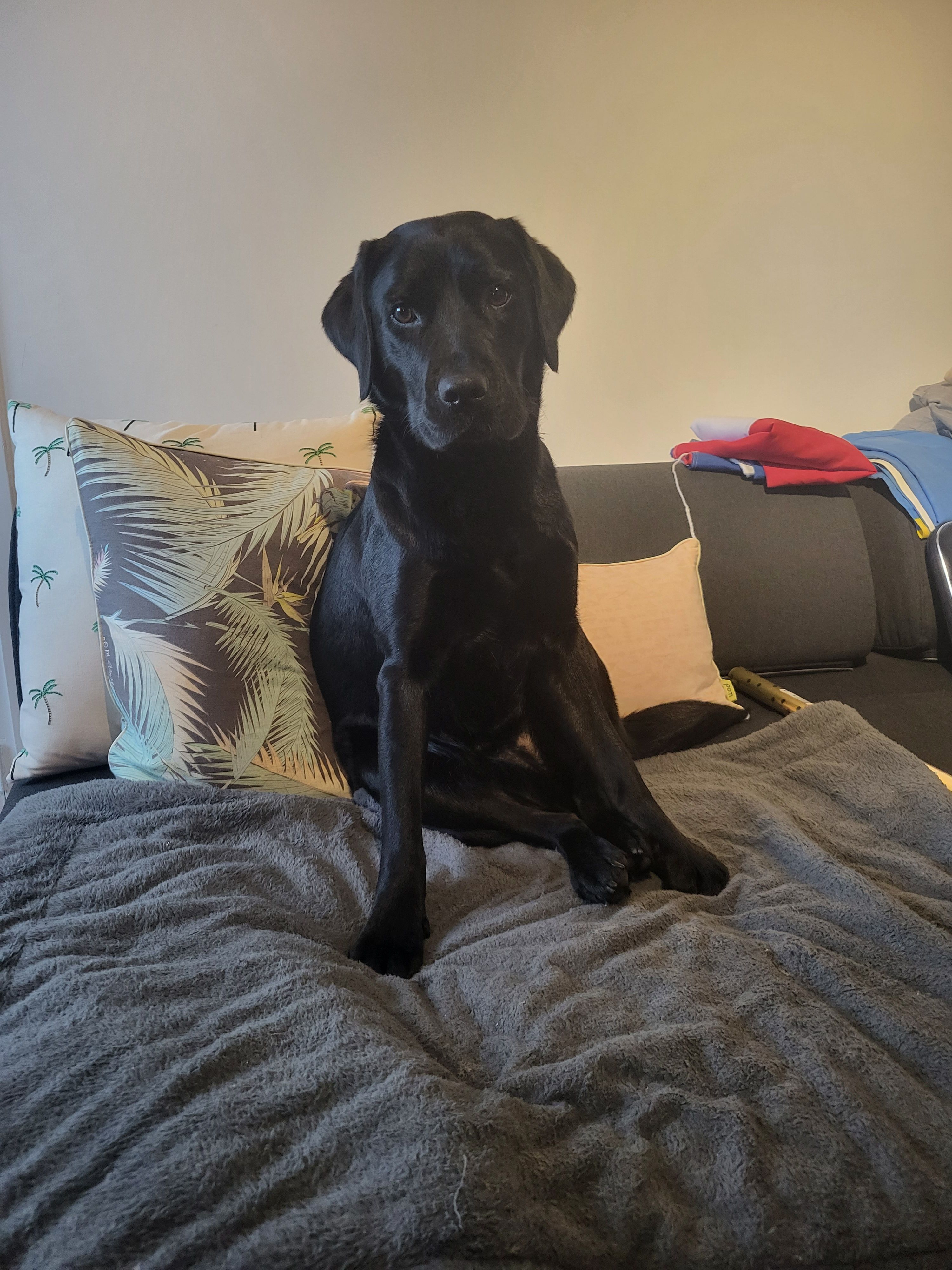 Willie - Terrasweg, Santpoort-Noord