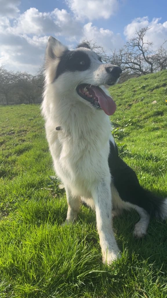 Saphir 06 60 79 48 41  - Impasse La Gesberdière, Juvigny le tertre 