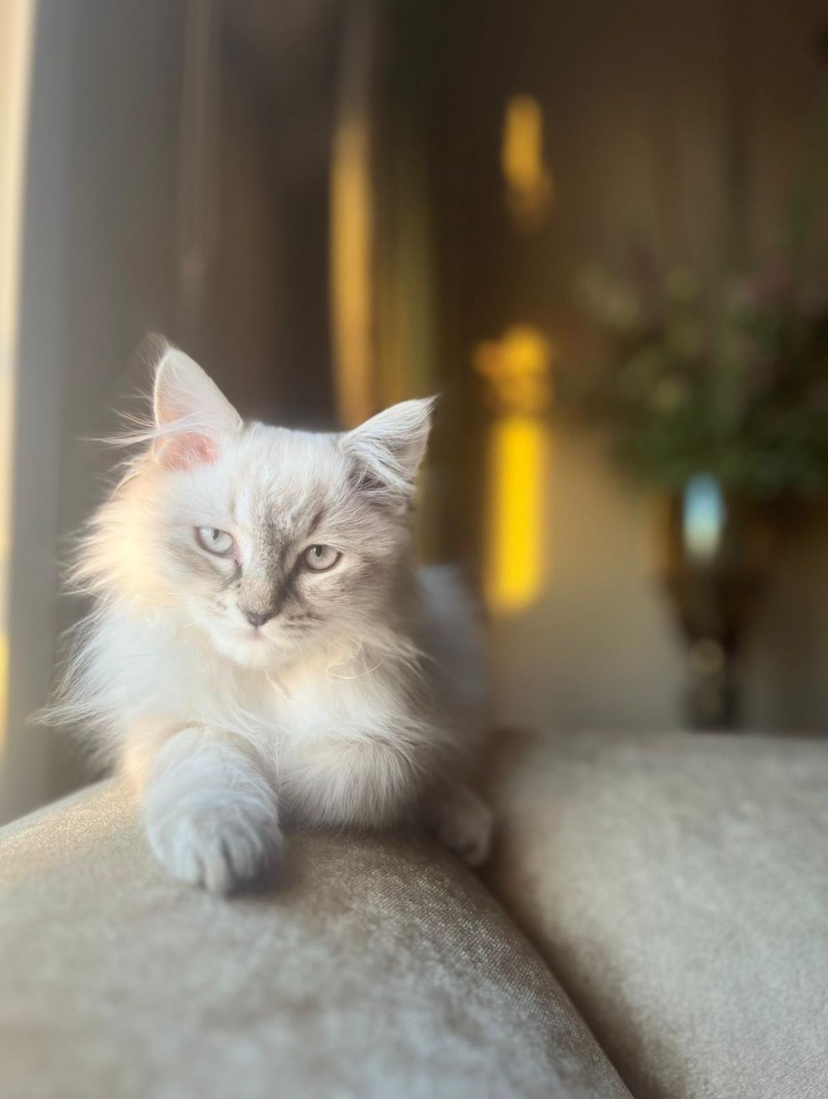 Loz - İsmet İnönü Bulvarı, Mersin