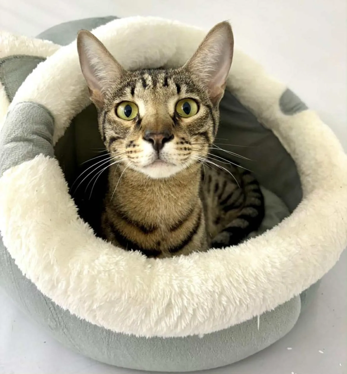 Cosmo - River Court, Stamford