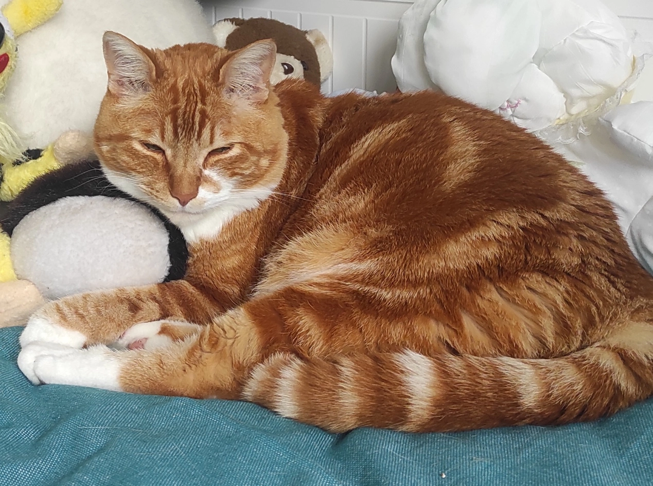 Camel - Rue Émile Cloarec, Morlaix