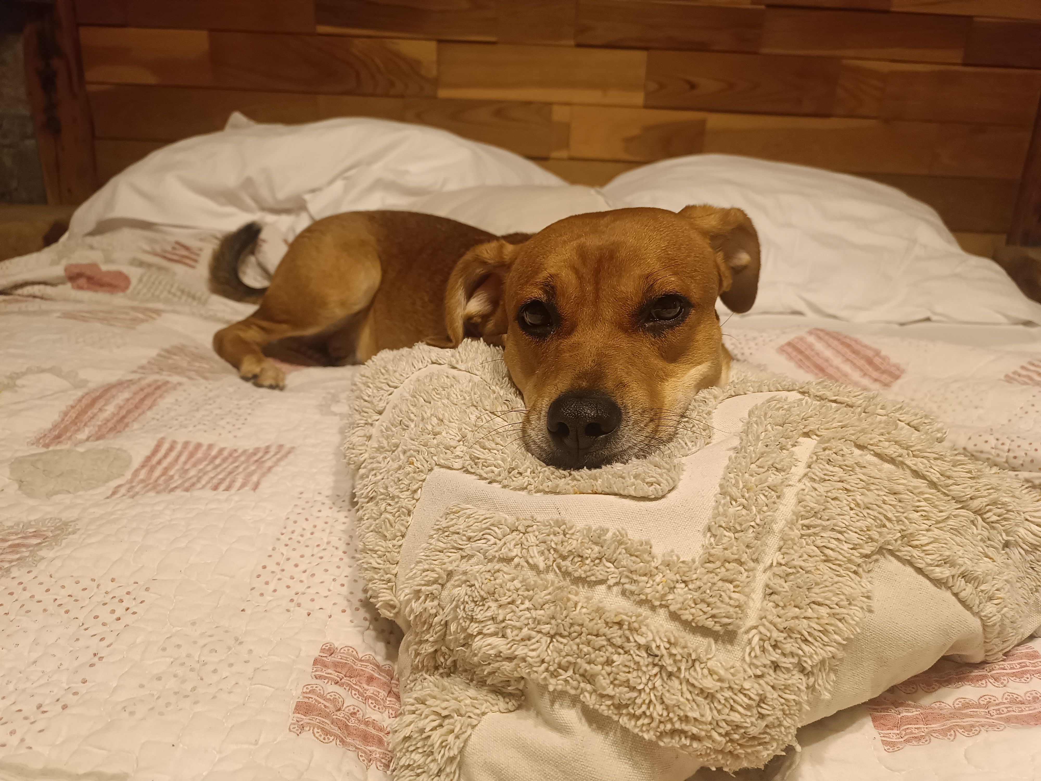 Perla - Prešernova Cesta, Bled