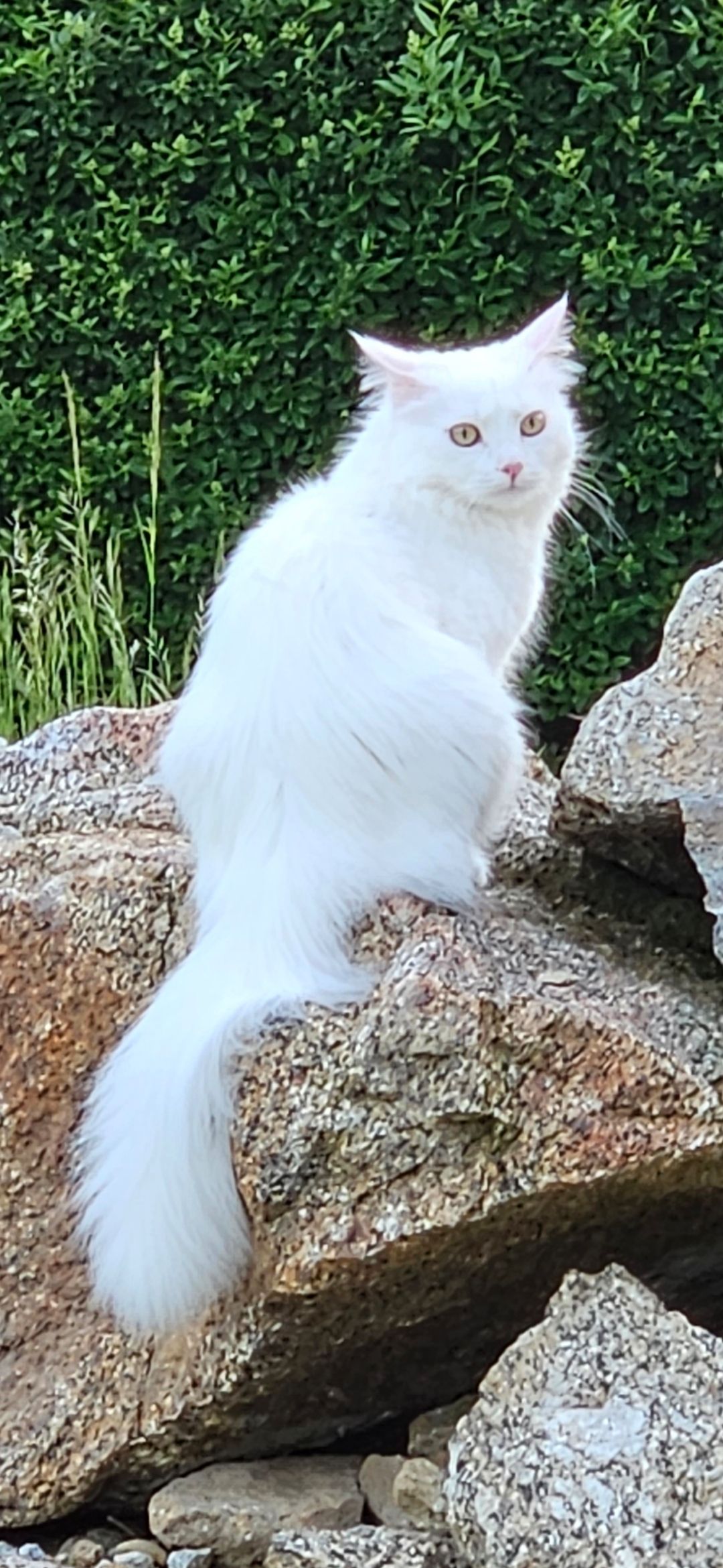 Daisy - Stockertstraße, Runding