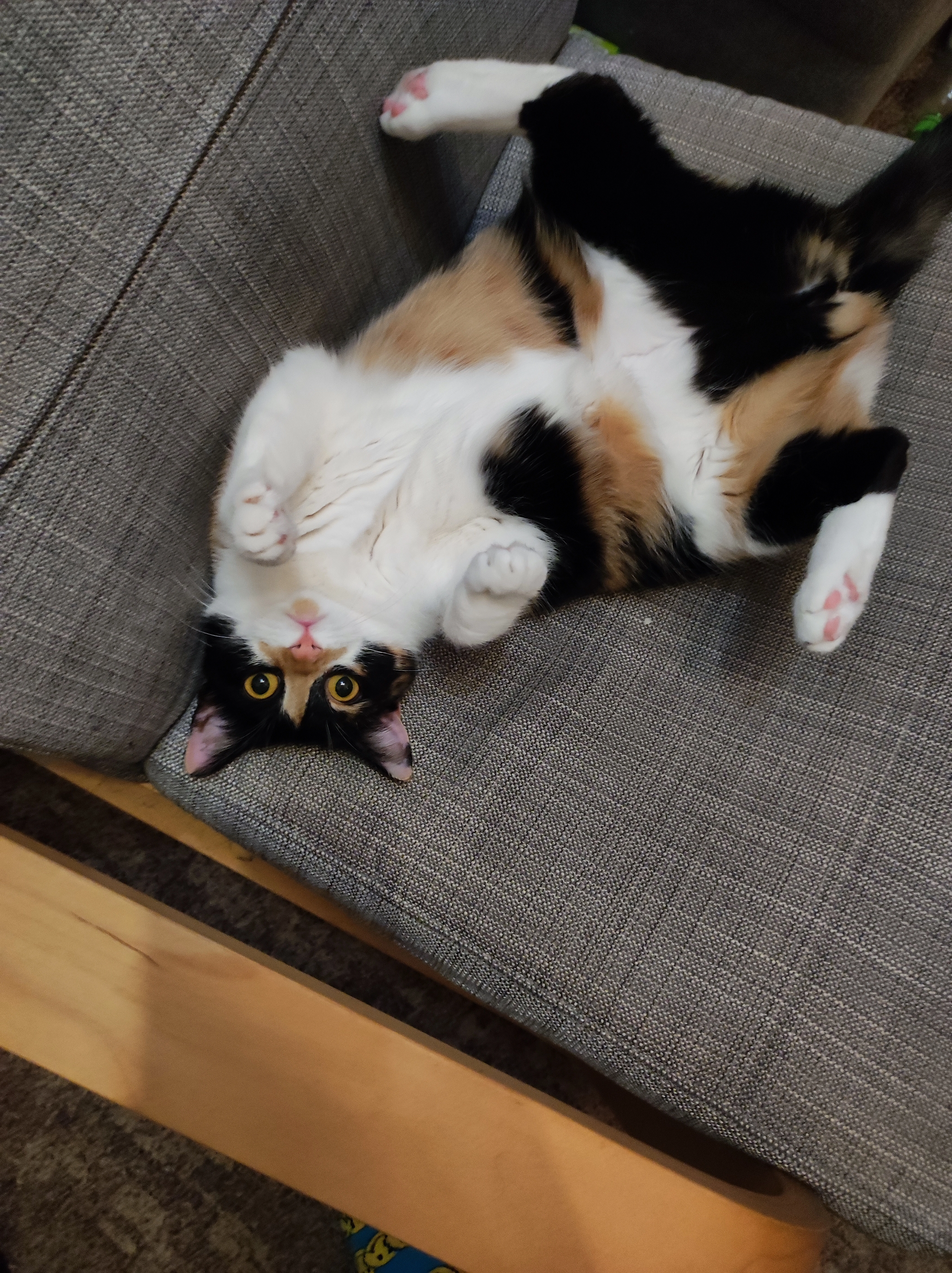 Katinka "Kacki" - Ernst-Haeckel-Straße, Zella-Mehlis