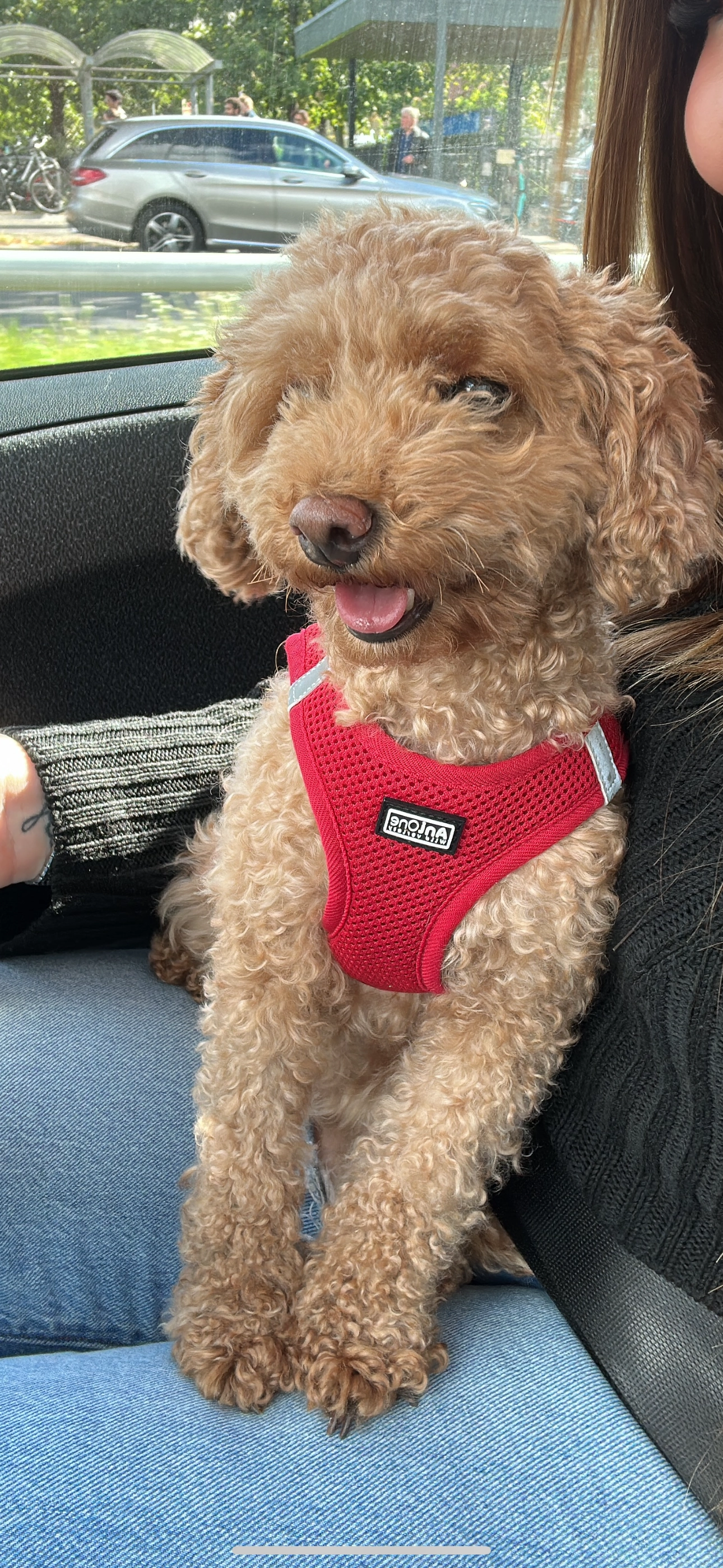 Liya - Bernauer Straße, Berlin