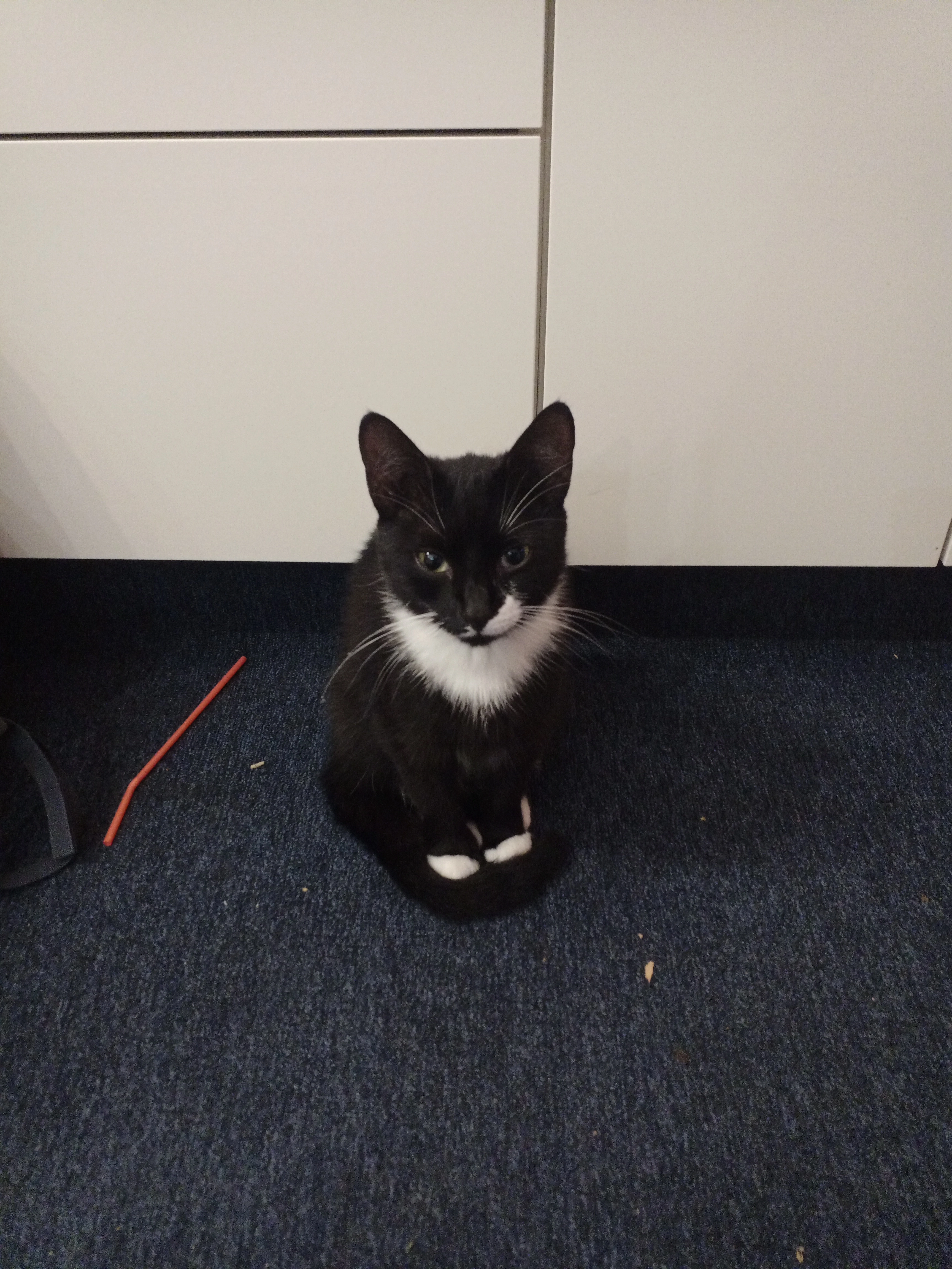 Pepsie - Hermelinweg, Berlin