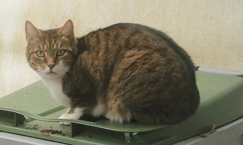 Starsky  - Chapendu, Raddon-et-Chapendu