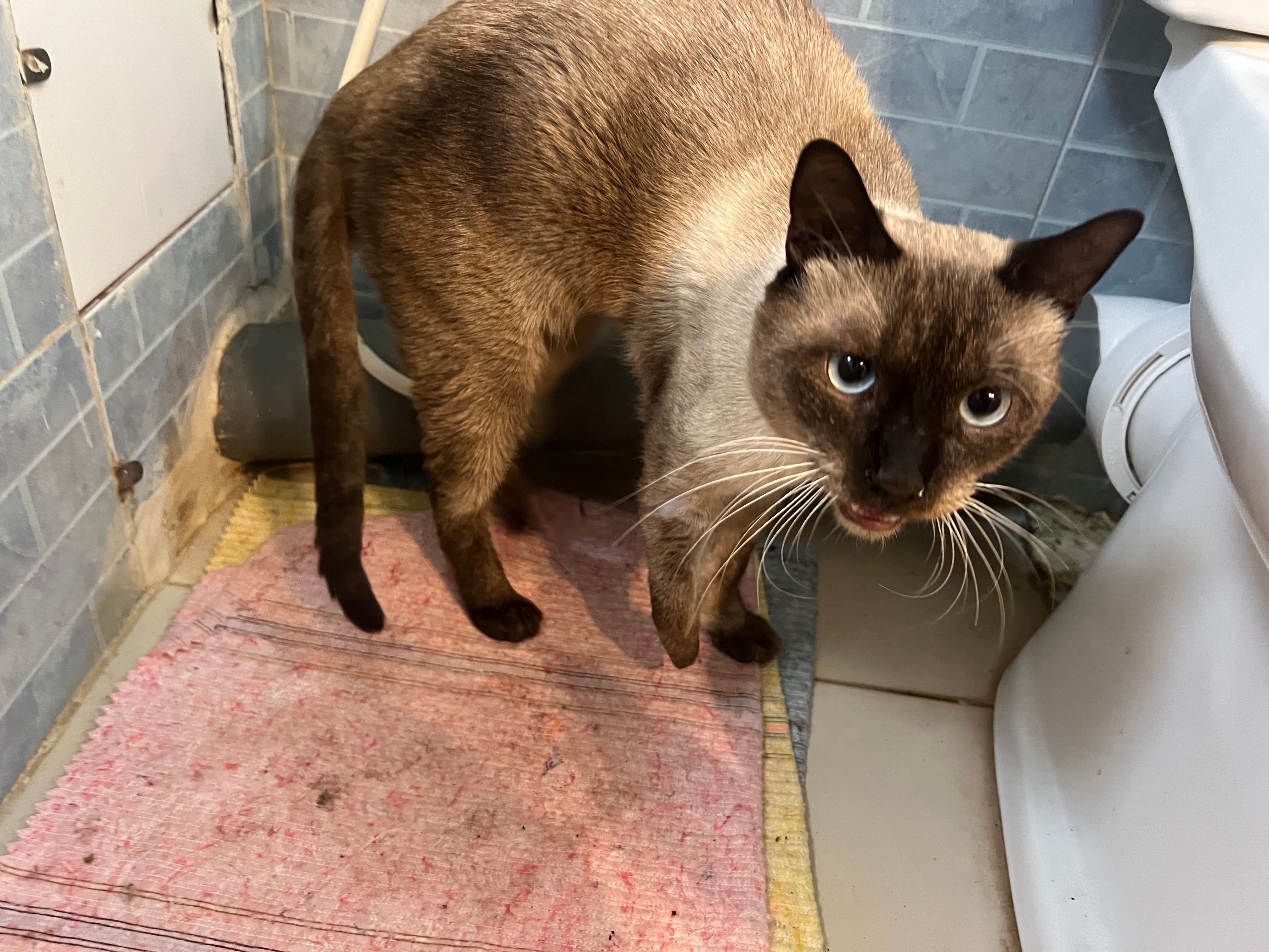 Hercules  - El Ala Ibn Moughith Rd, Gammarth Village