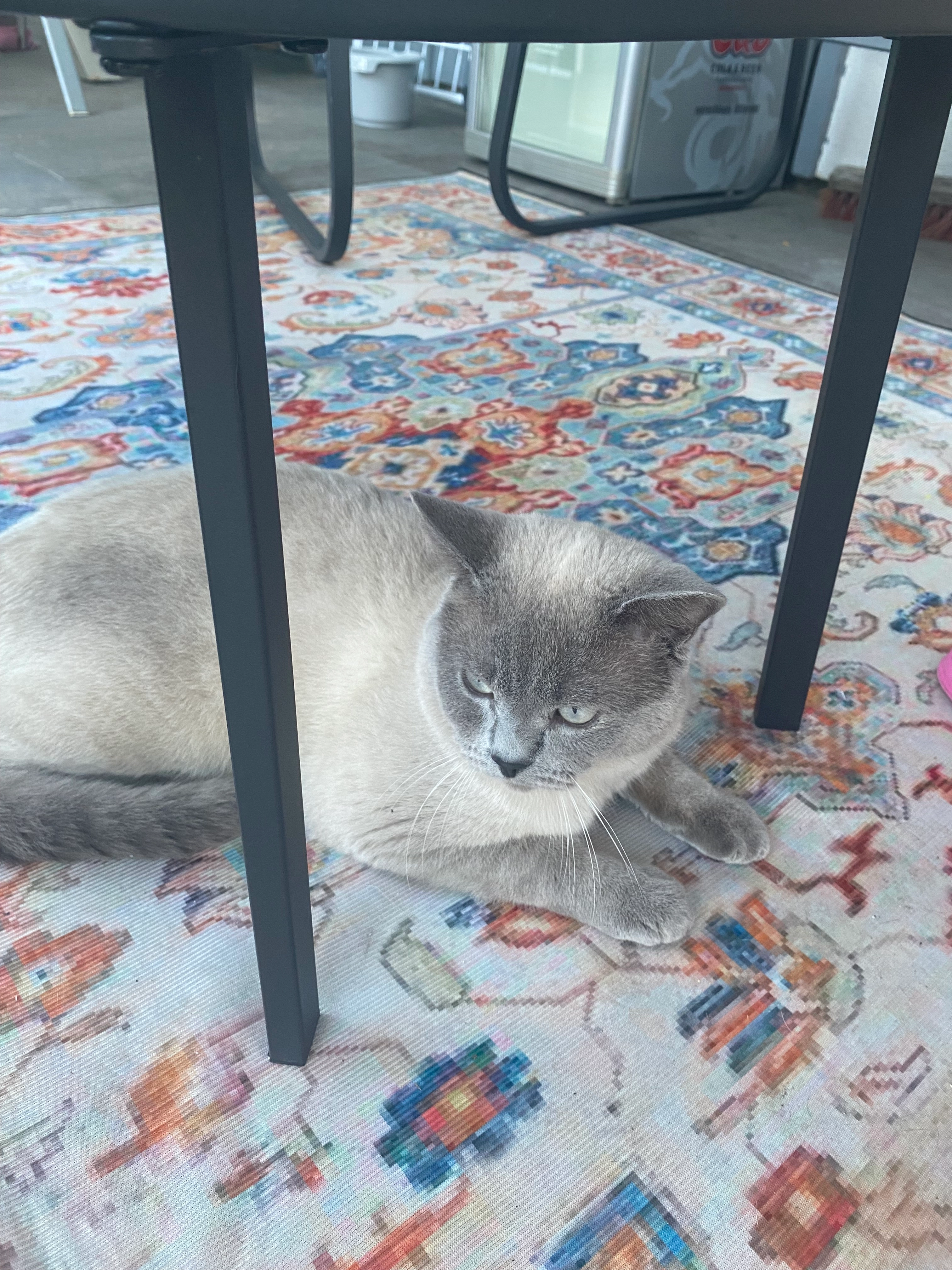 kyo - In den Langwiesen, Landstuhl