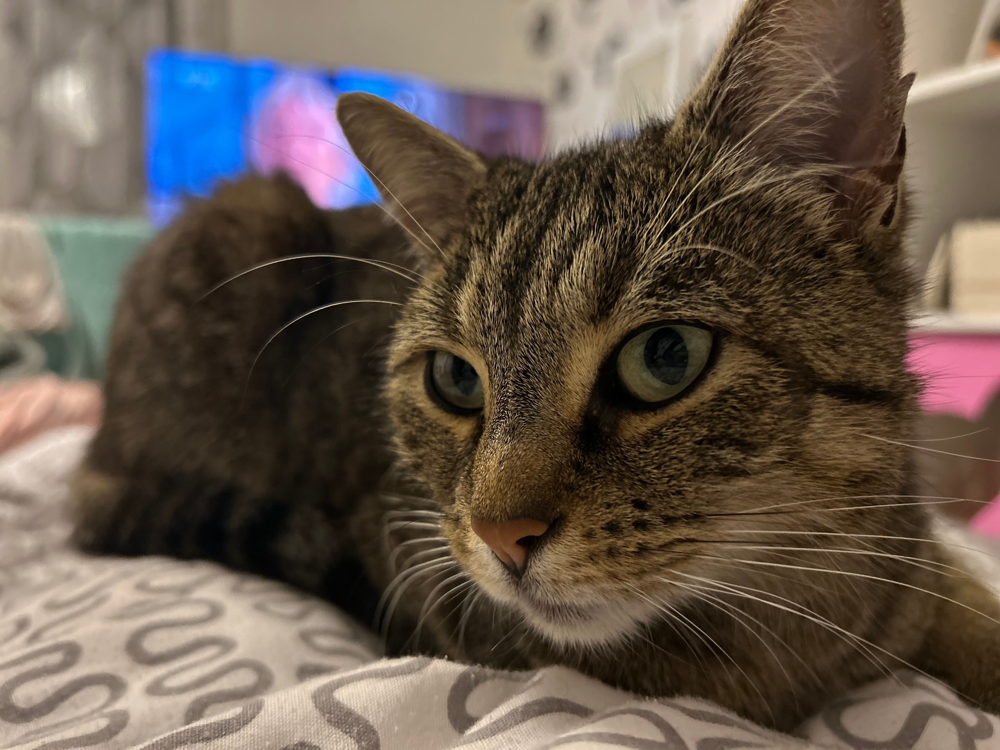 Kitty - Ringstraße, Mosbach