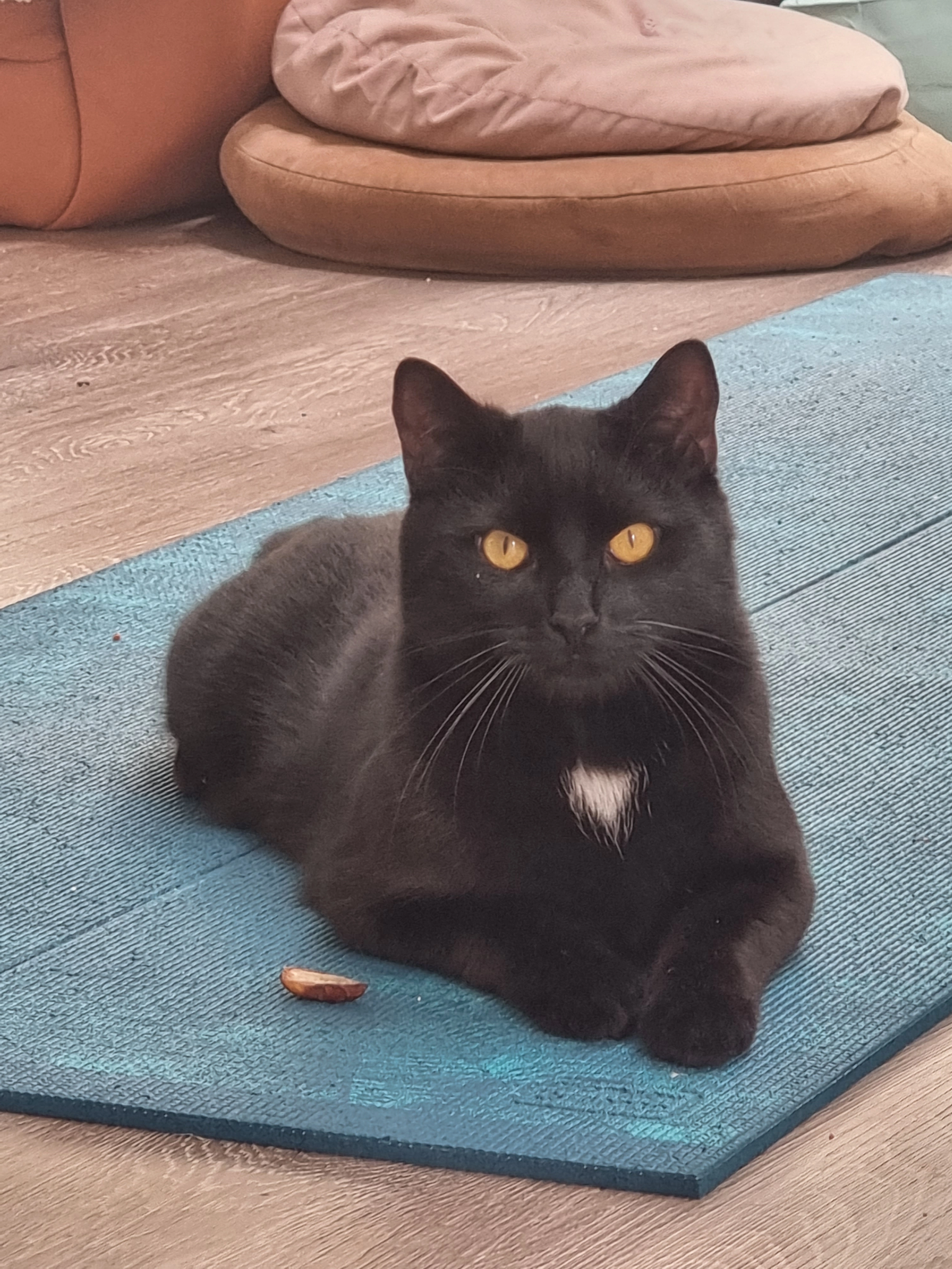 Salvatore, Short: Salvi - Dielingerstraße, Osnabrück