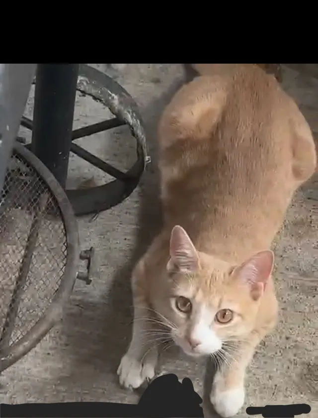 simba - 112 N Oraton Pkwy, East Orange