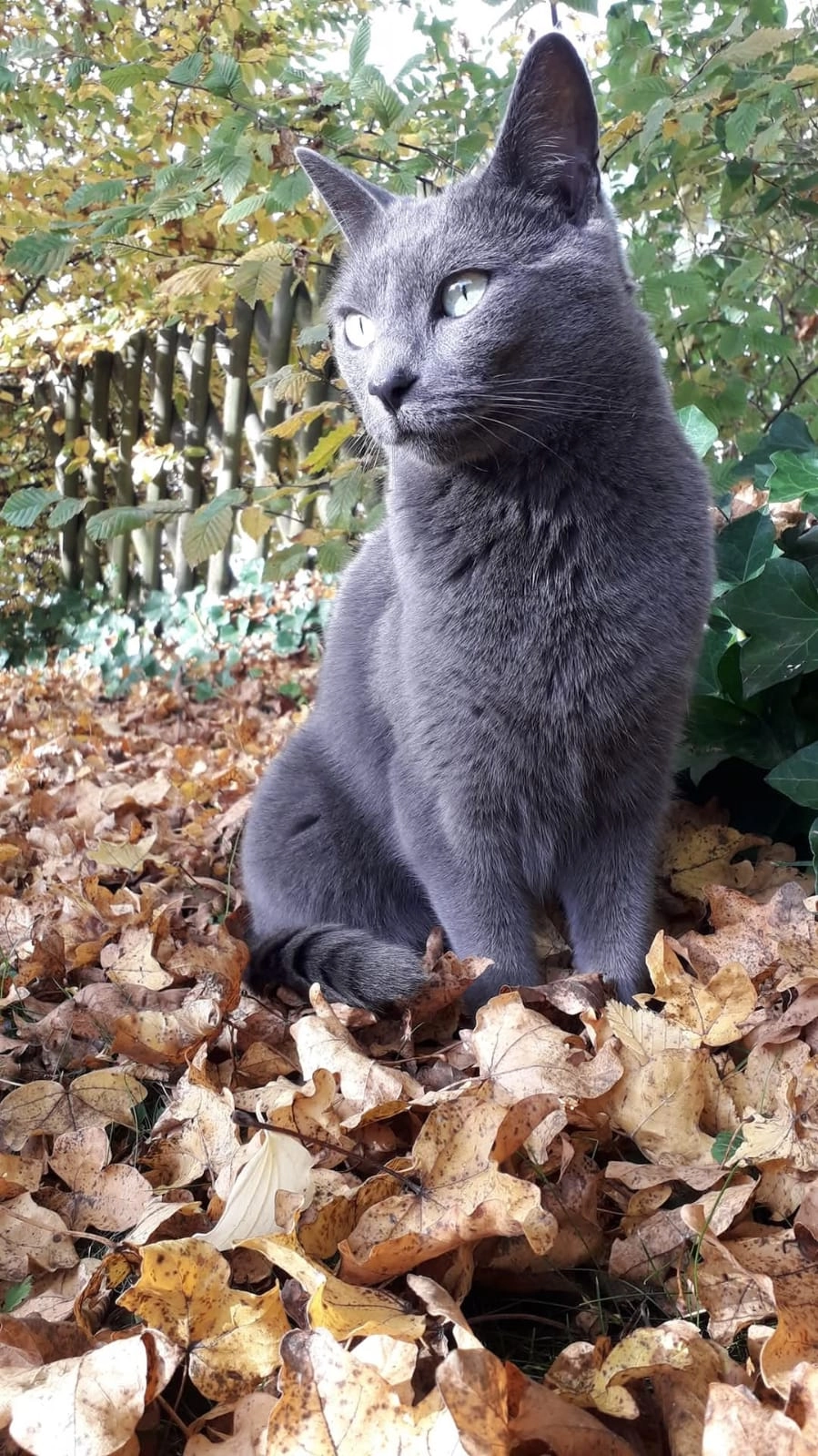 Nika - Zihlackerring, Turbenthal