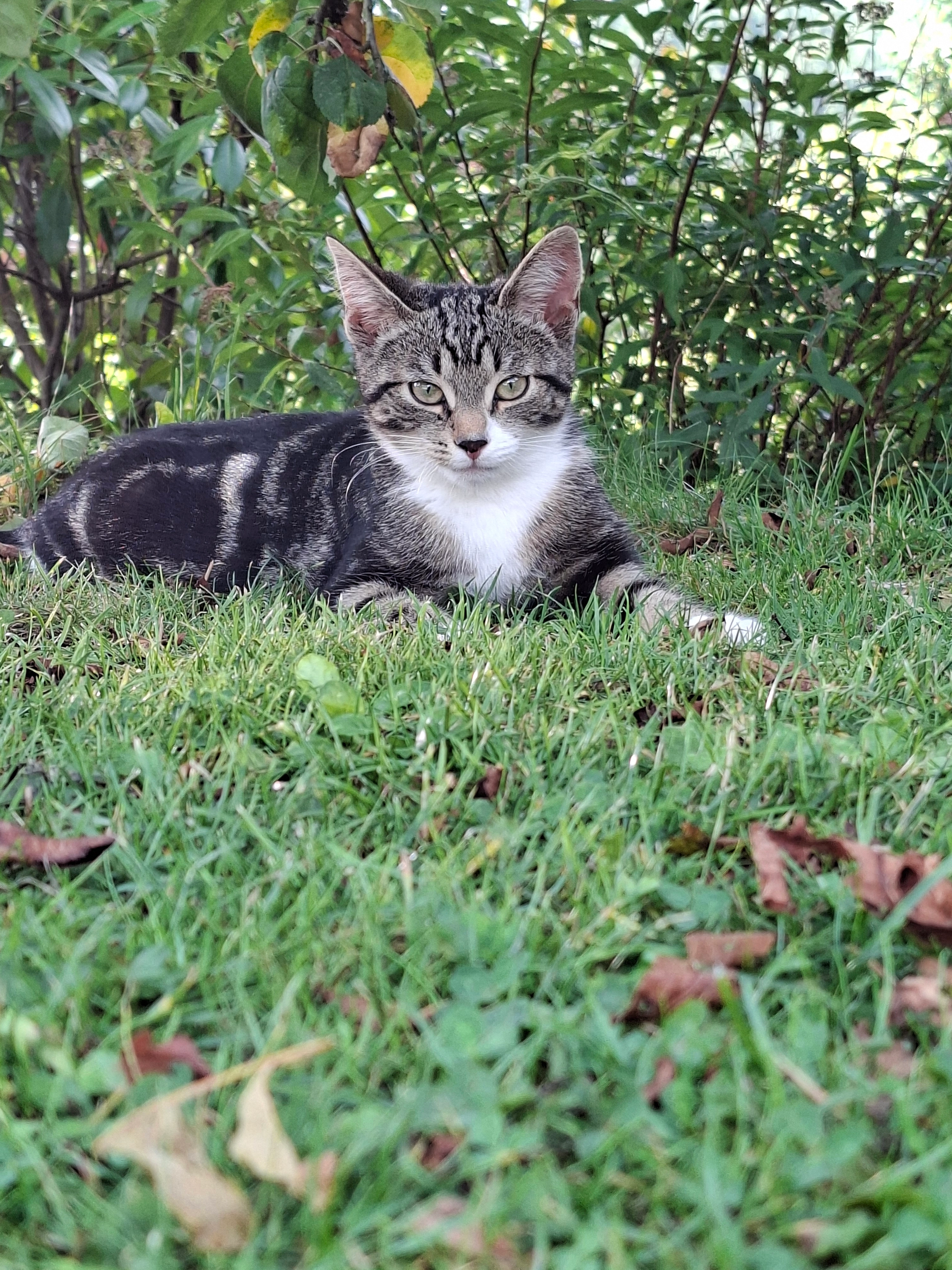 Sage  - Rudolf-Utsch-Straße, Brachbach