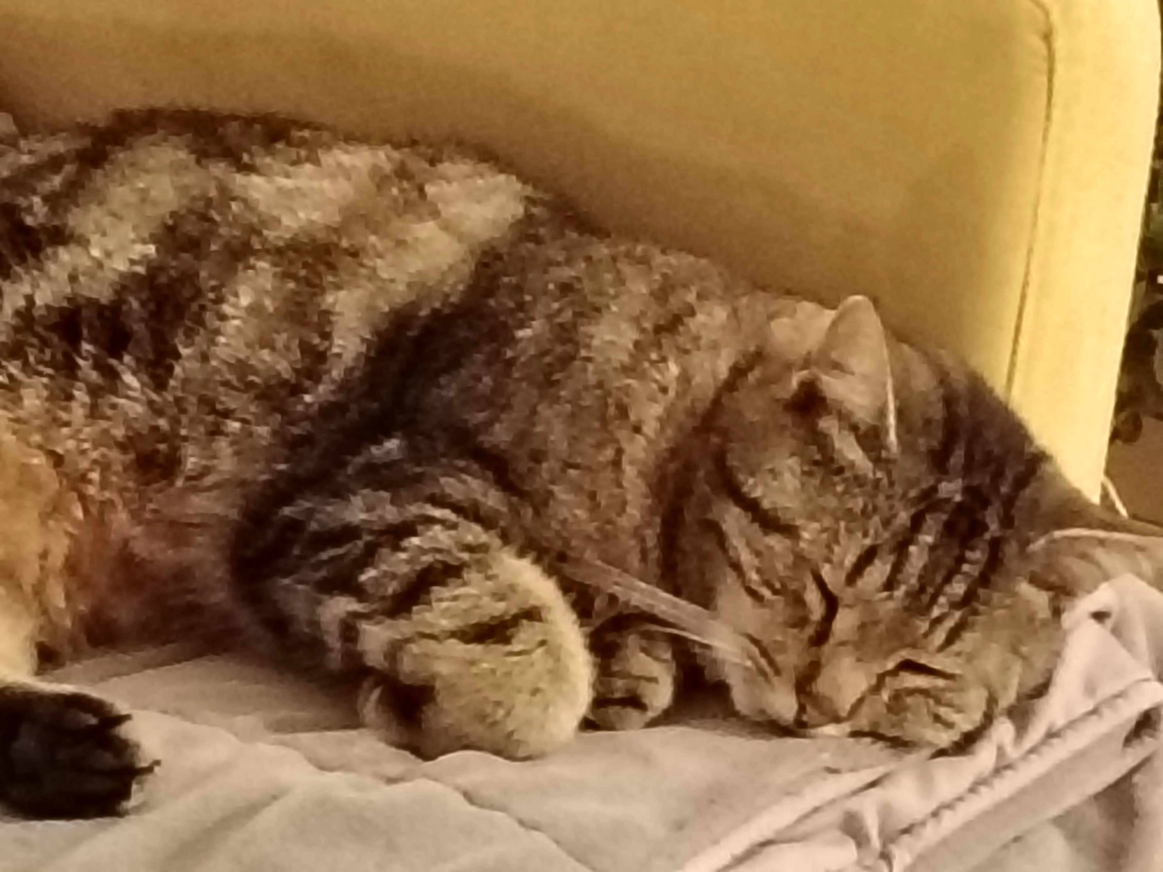 Edmond - Rue Georges Mazurelle, La Roche-sur-Yon