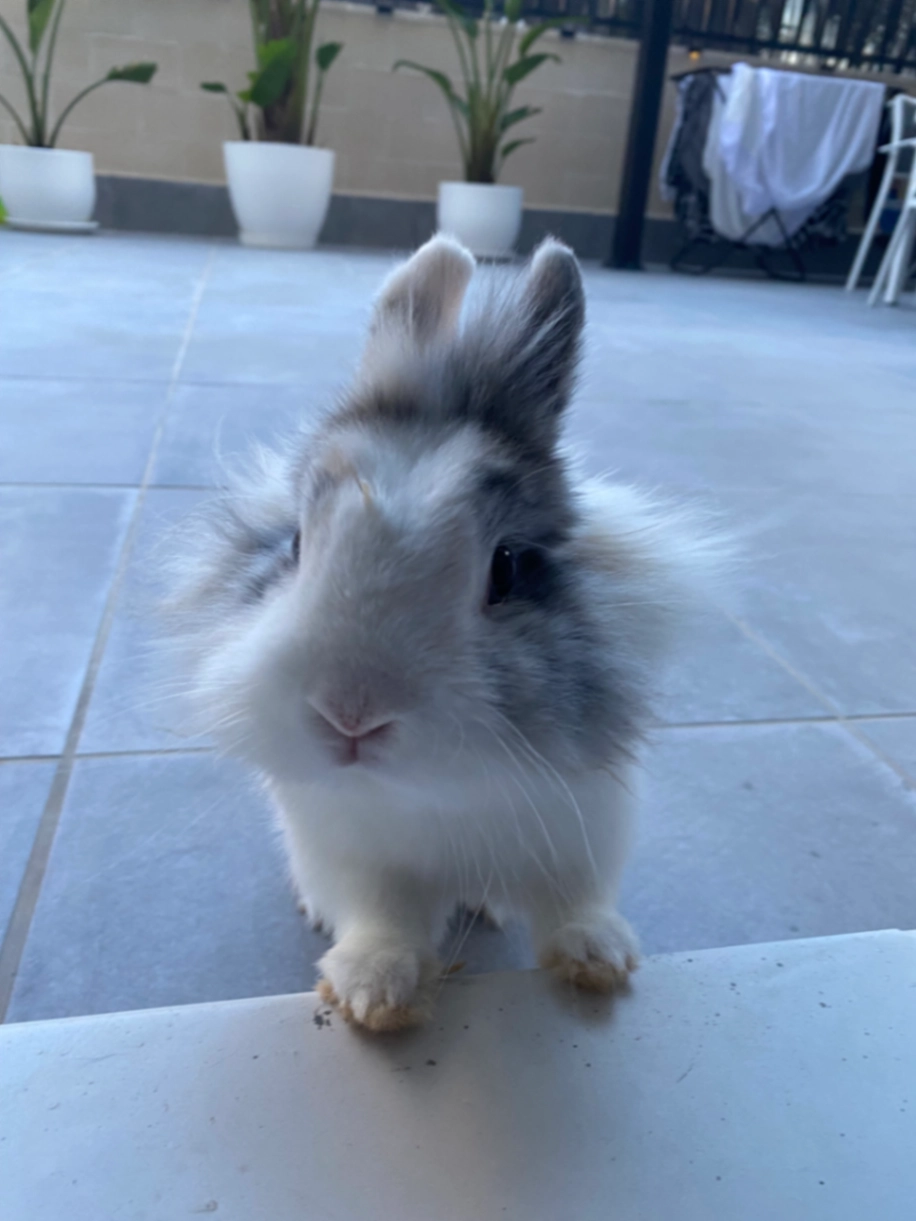 Manchitas - Calle Cronista Isidro Buades, Sant Joan d'Alacant