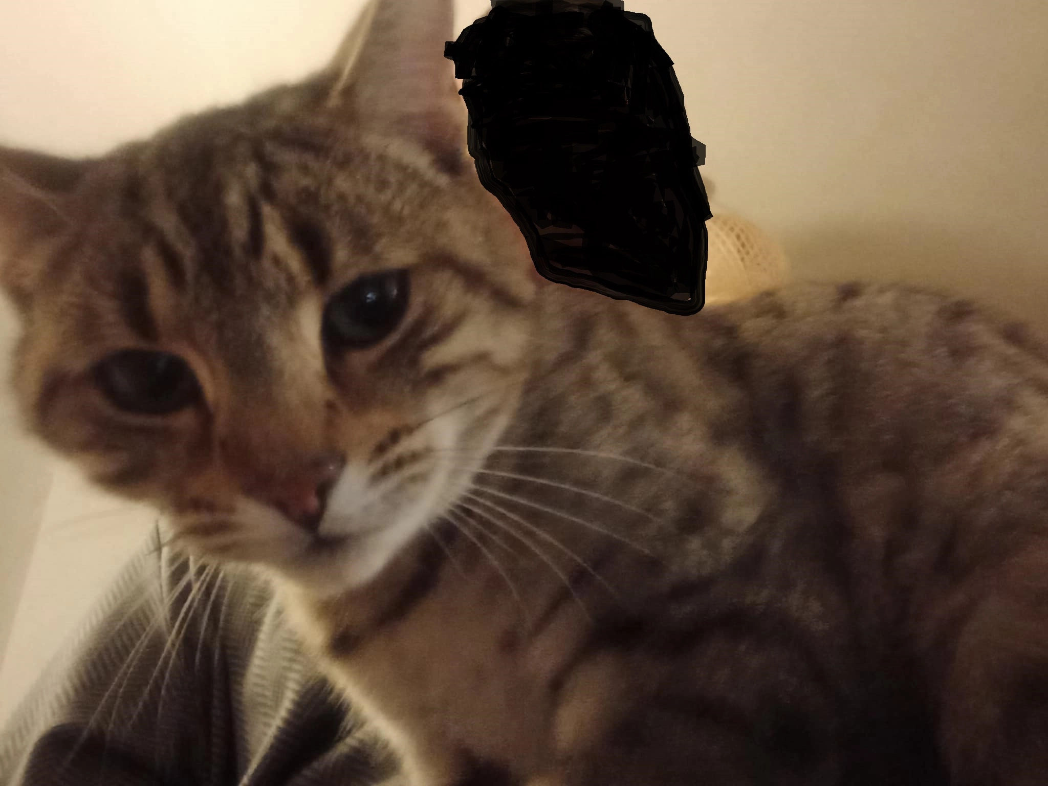 Rollo - Bransley Close, Romsey