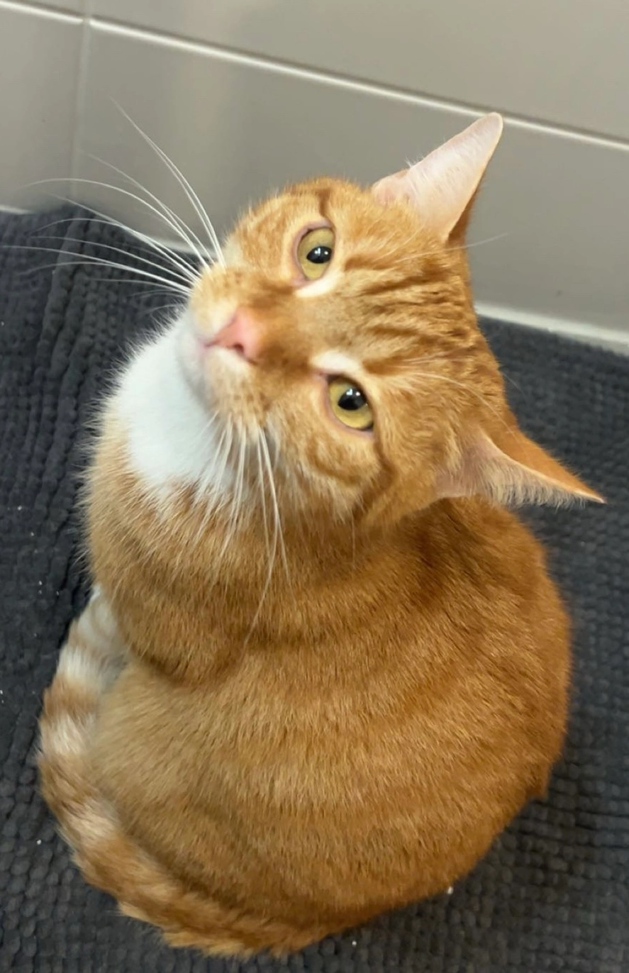 Leo - Eschengraben, Berlin