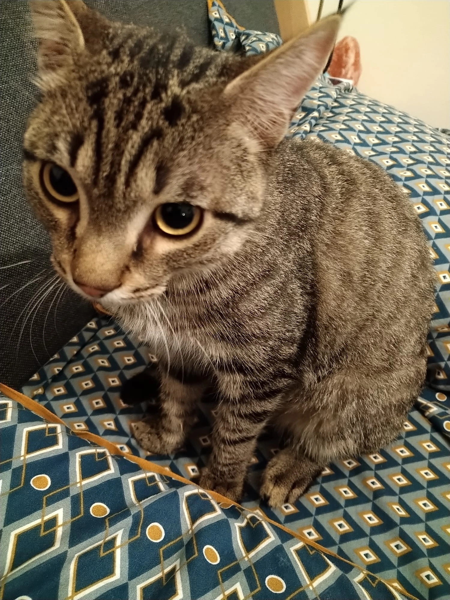 PISTACHE - Rue Du Stade, Soyons