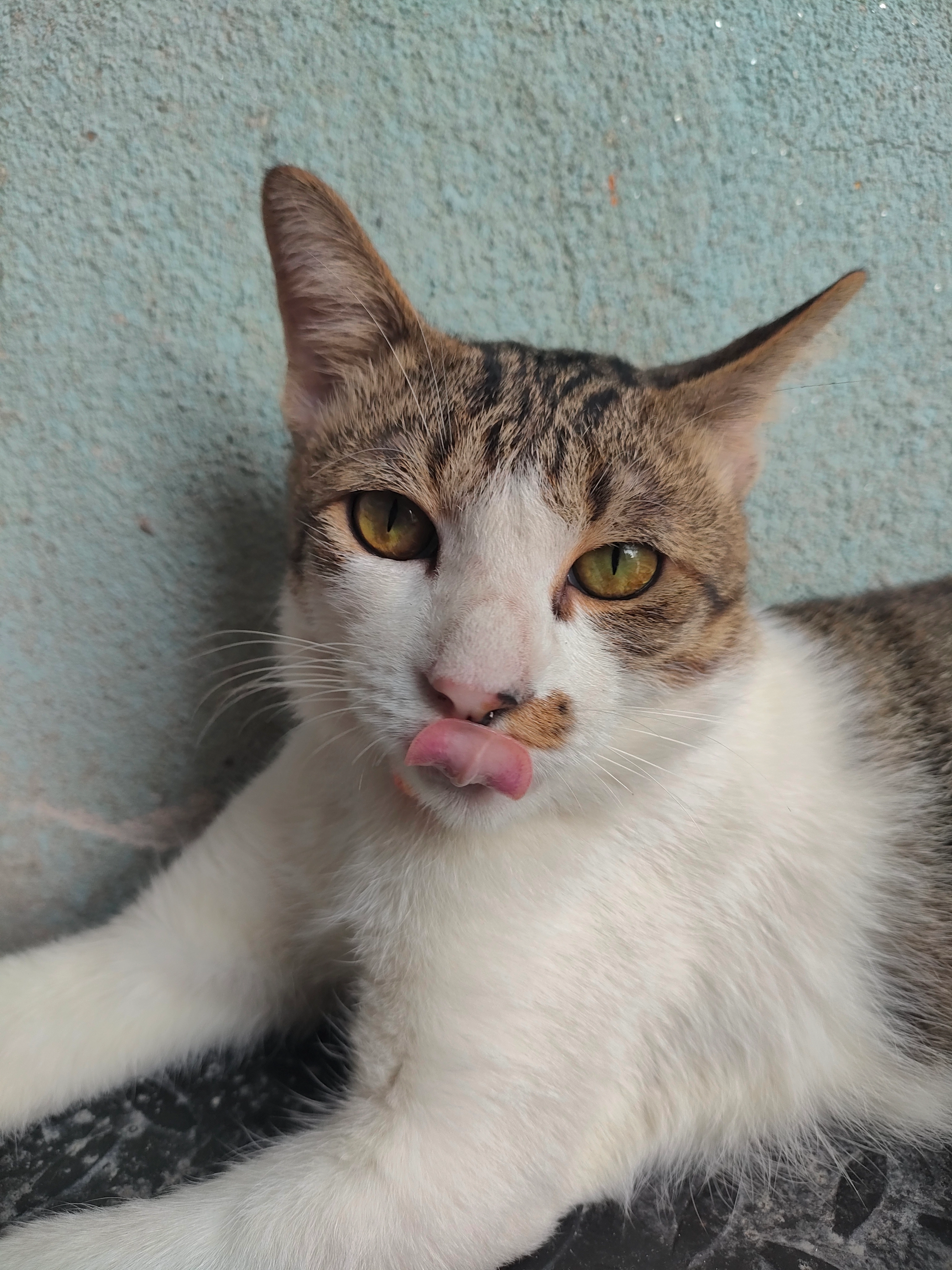 Leo - B53, Batu Caves