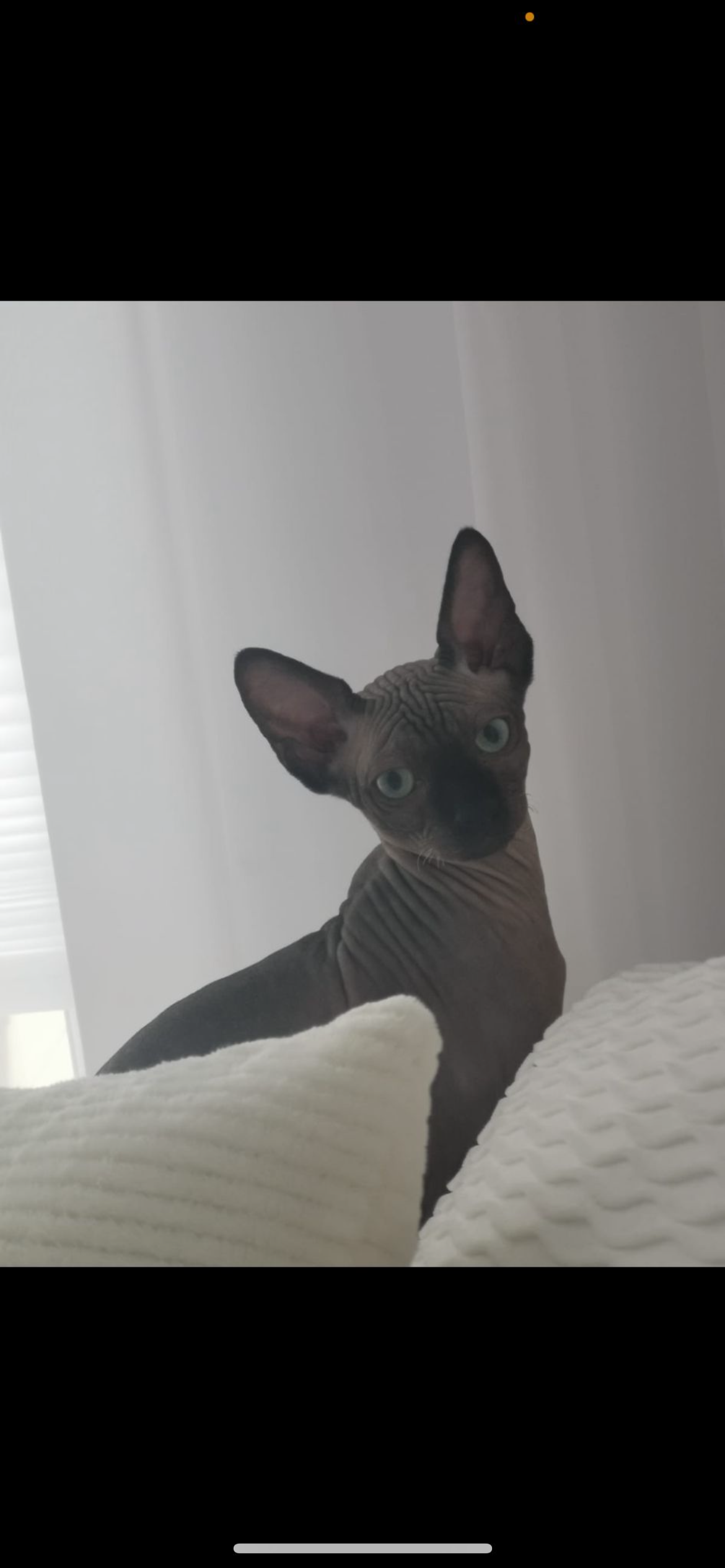 Dexter - Friedrich-Lübs-Weg, Wurster Nordseeküste