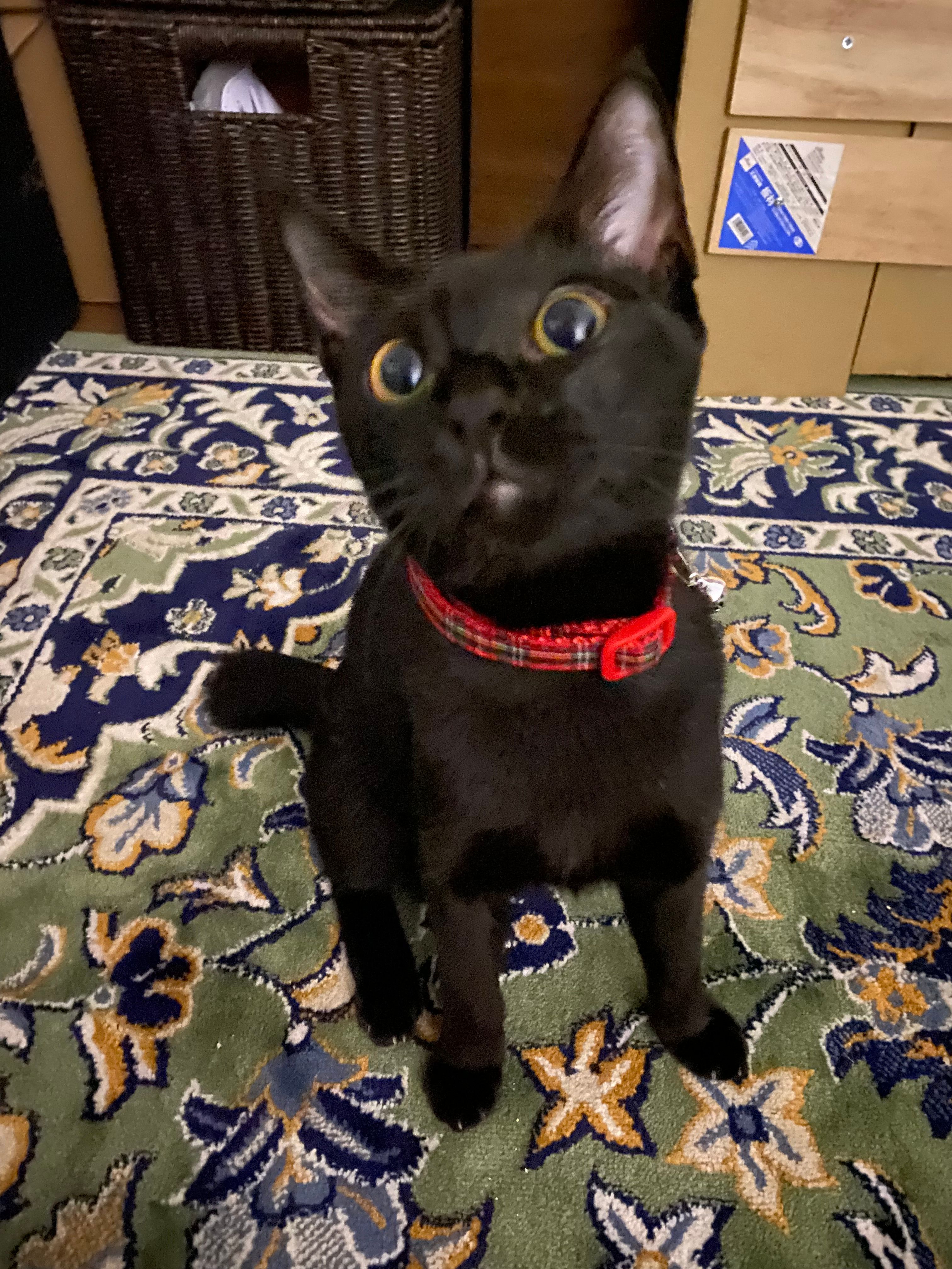 Carmilla - Jalan Metafasa U16/1L, Sungai Buloh