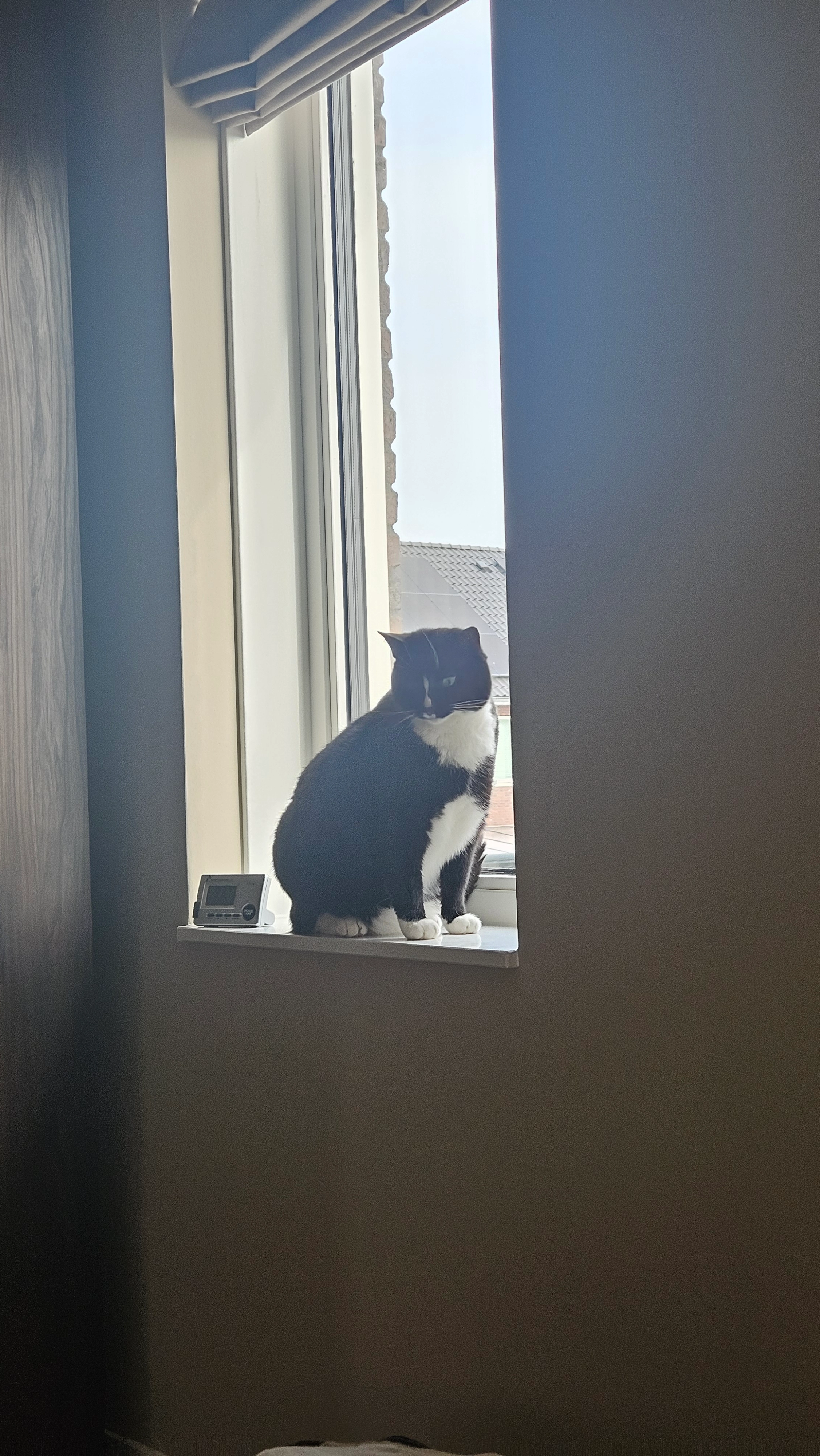 Buddy - Damschuit, Werkendam